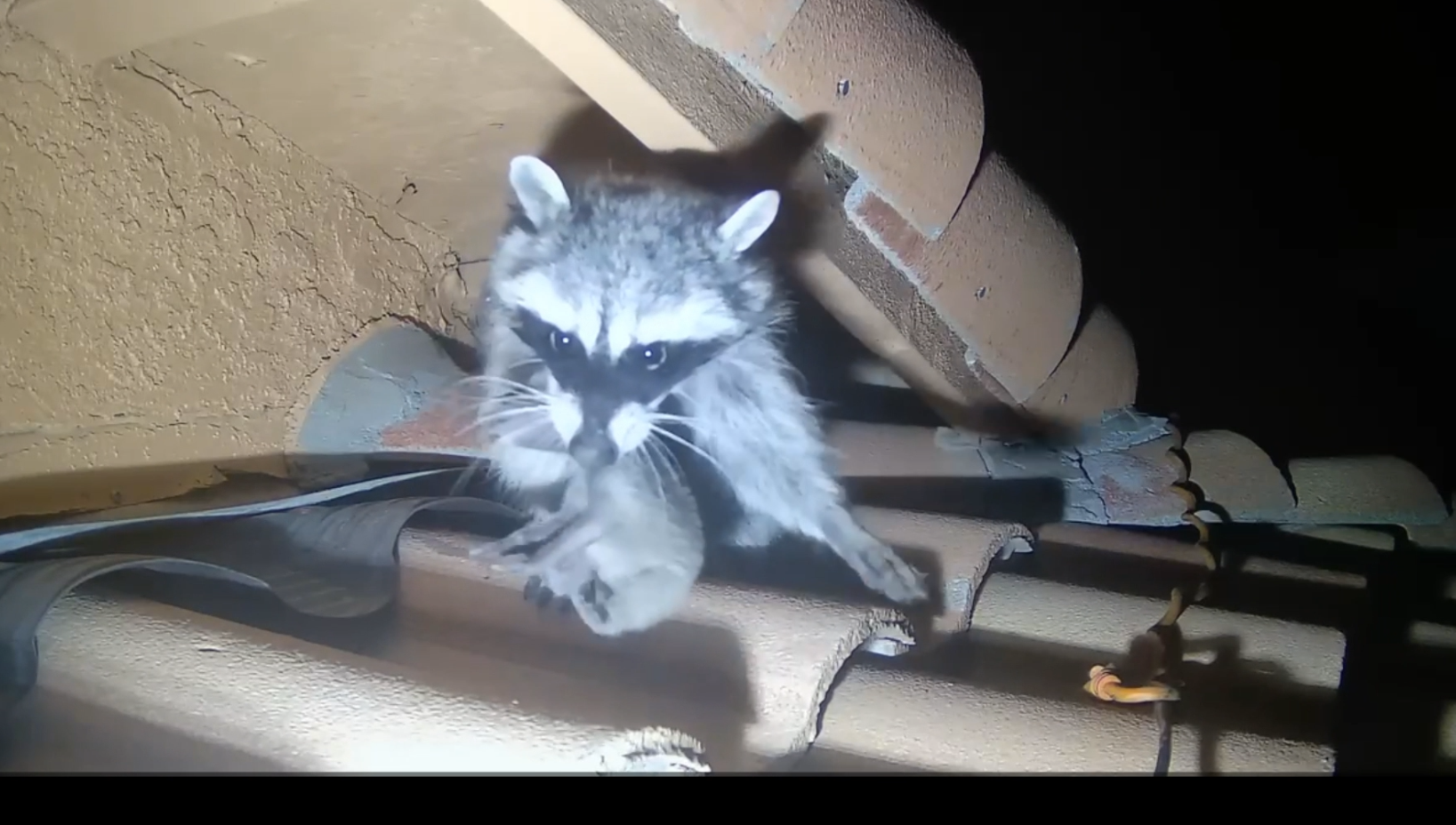 Raccoon mother with young in mouth Tucson. Tucson raccoon eviction from attic