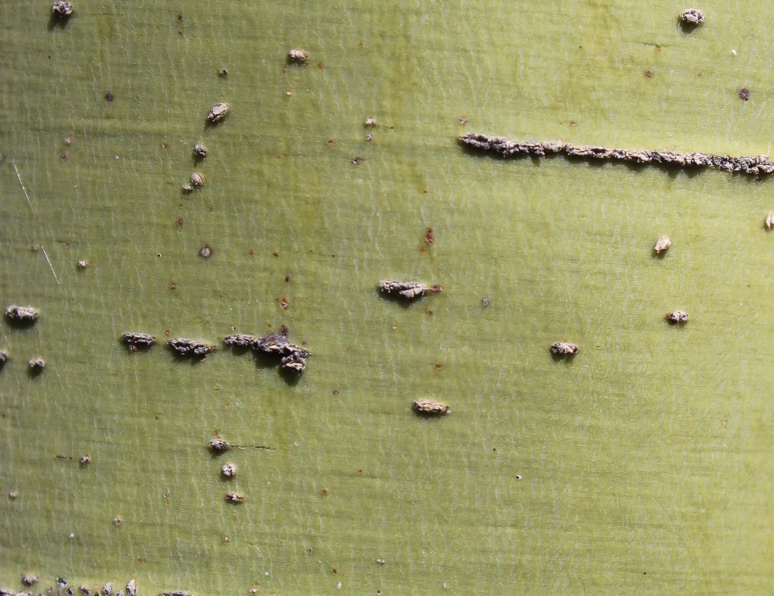 Sonoran Wildlife Services Tucson Header Palo Verde. Tucson humane wildlife removal. Tucson skunk removal. Tucson Squirrel removal. Tucson raccoon eviction. Tucson rattlesnake avoidance for dogs