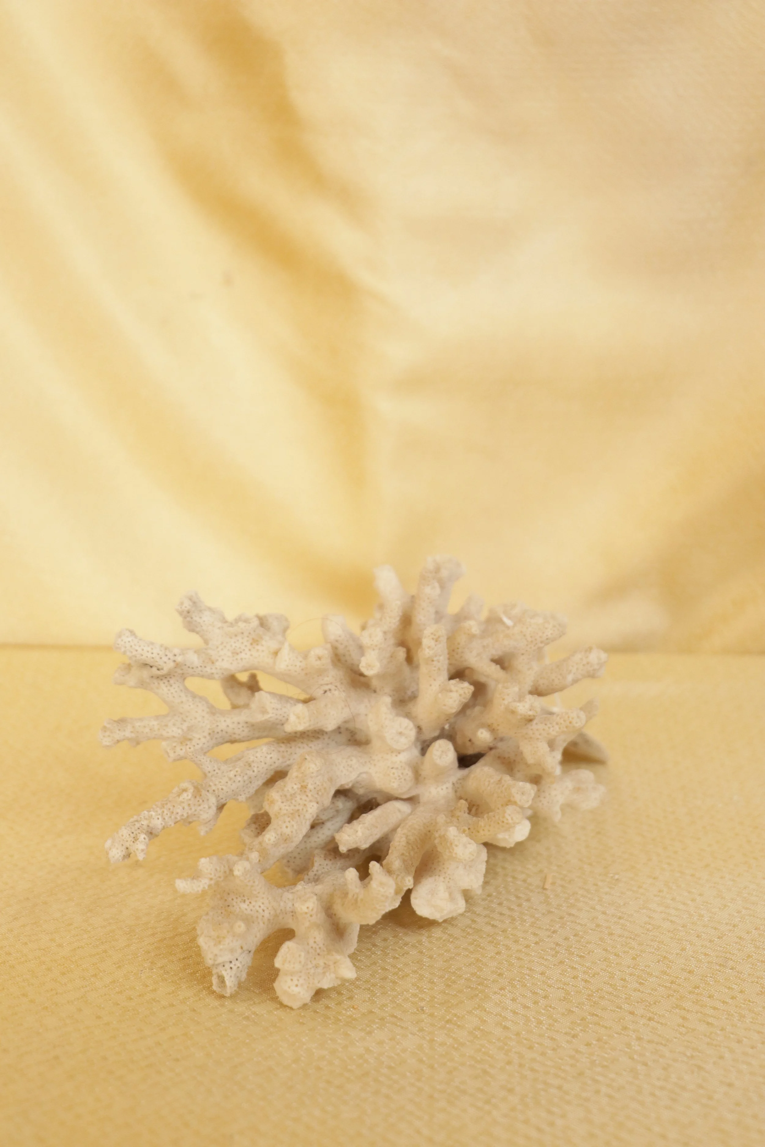 White Coral Specimen