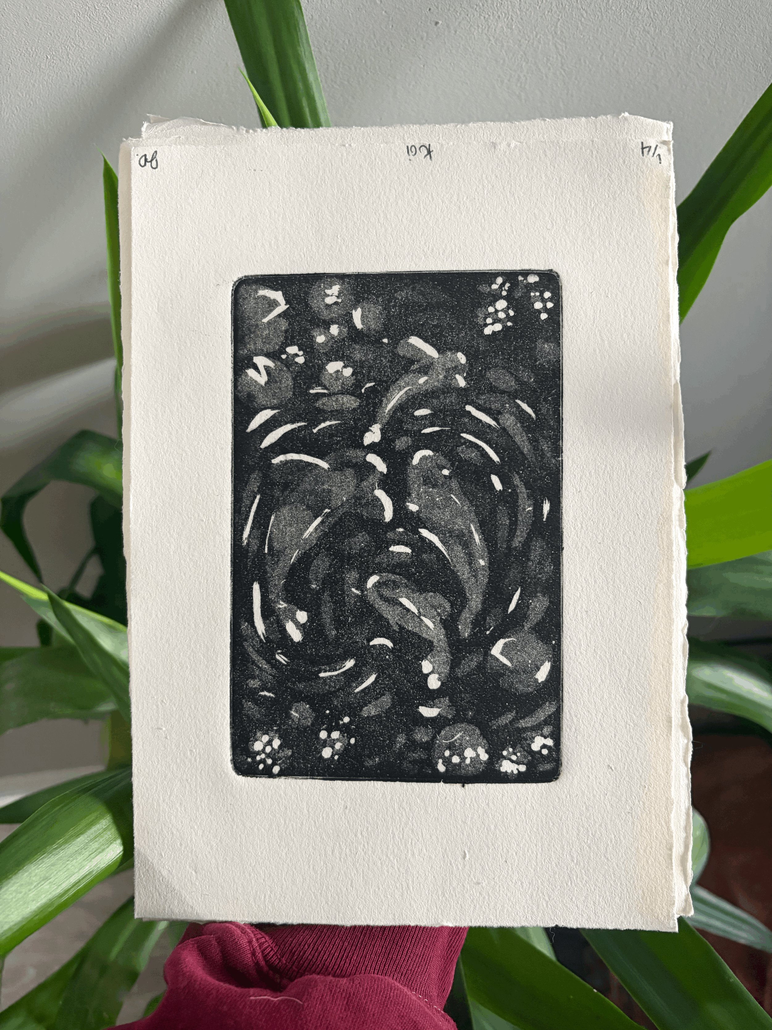 Koi