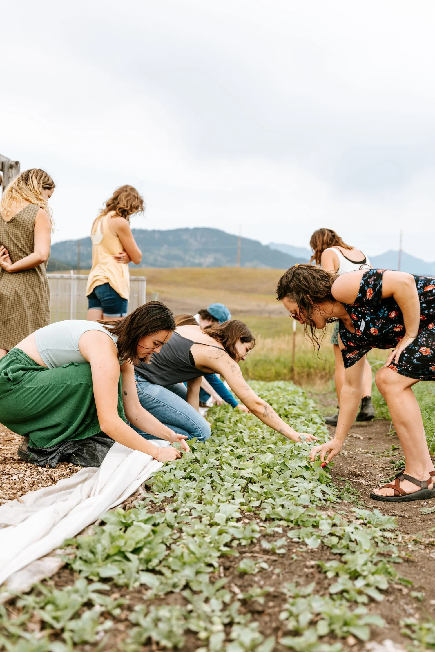 Women harvesting greens together in a farm field