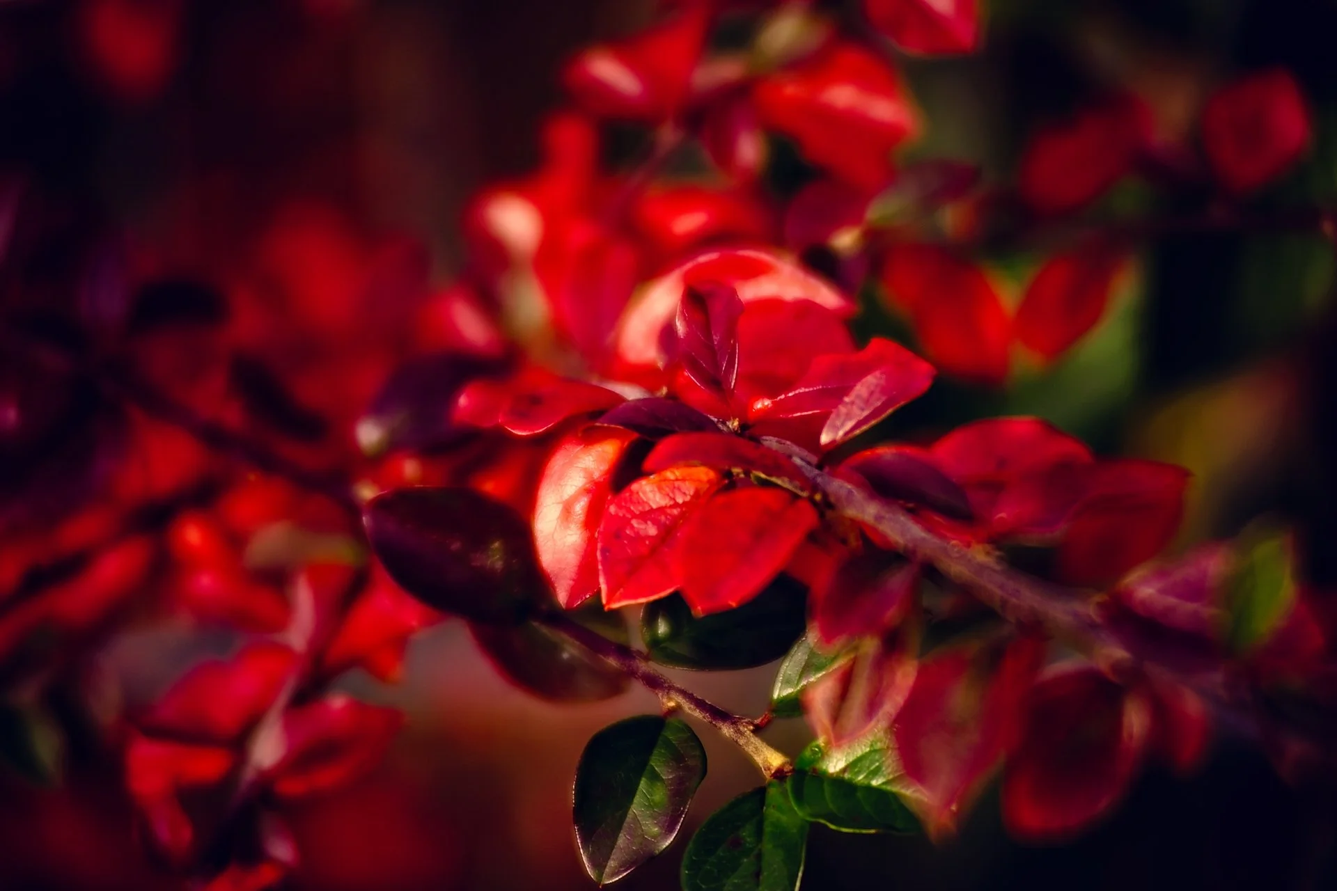 Autumn Colours_6397.jpg