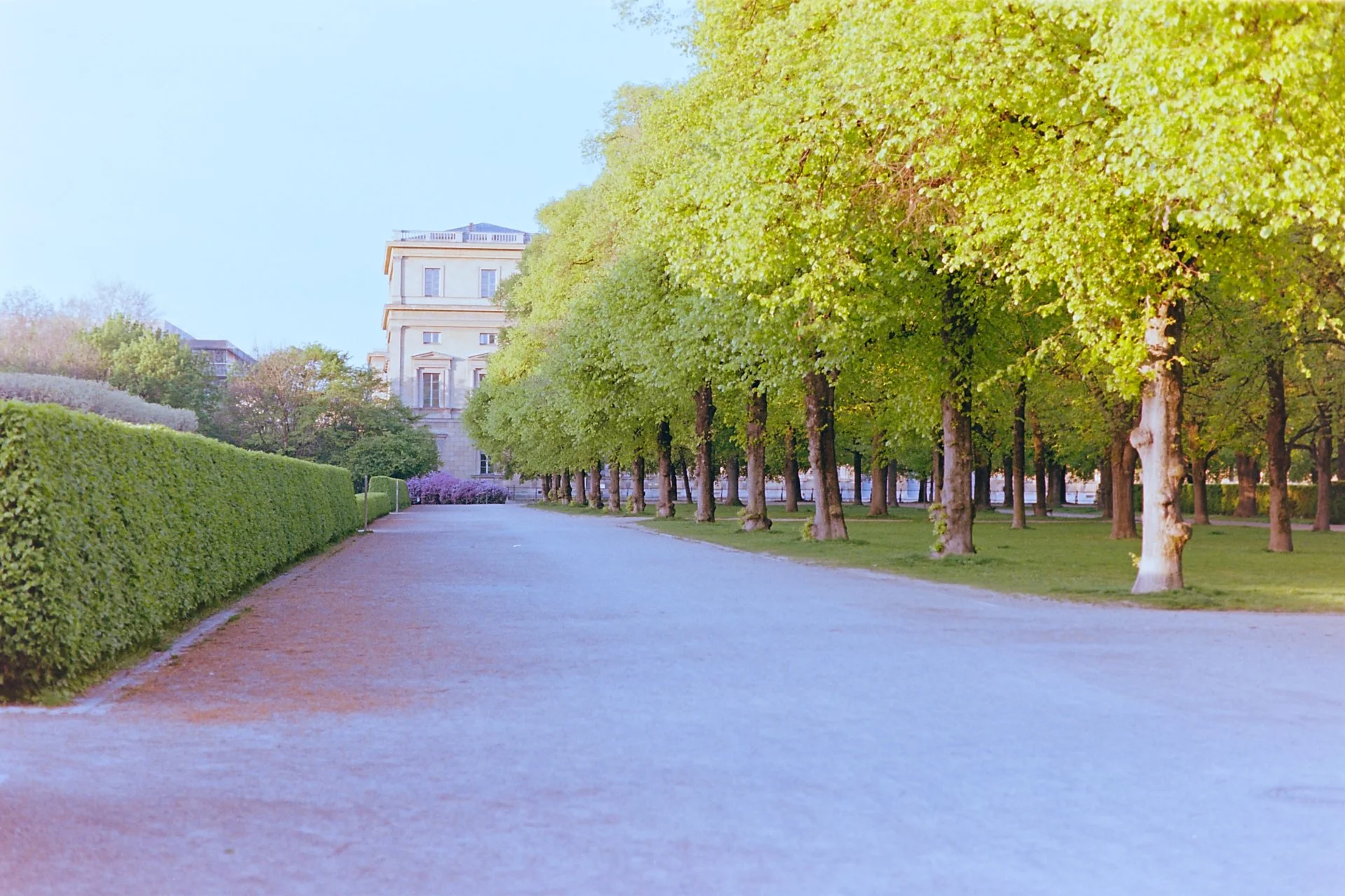 Spring pathway in Munich’s Hofgarten leading to the Residenz, with hedges and sunlit trees, shot on 35mm film.