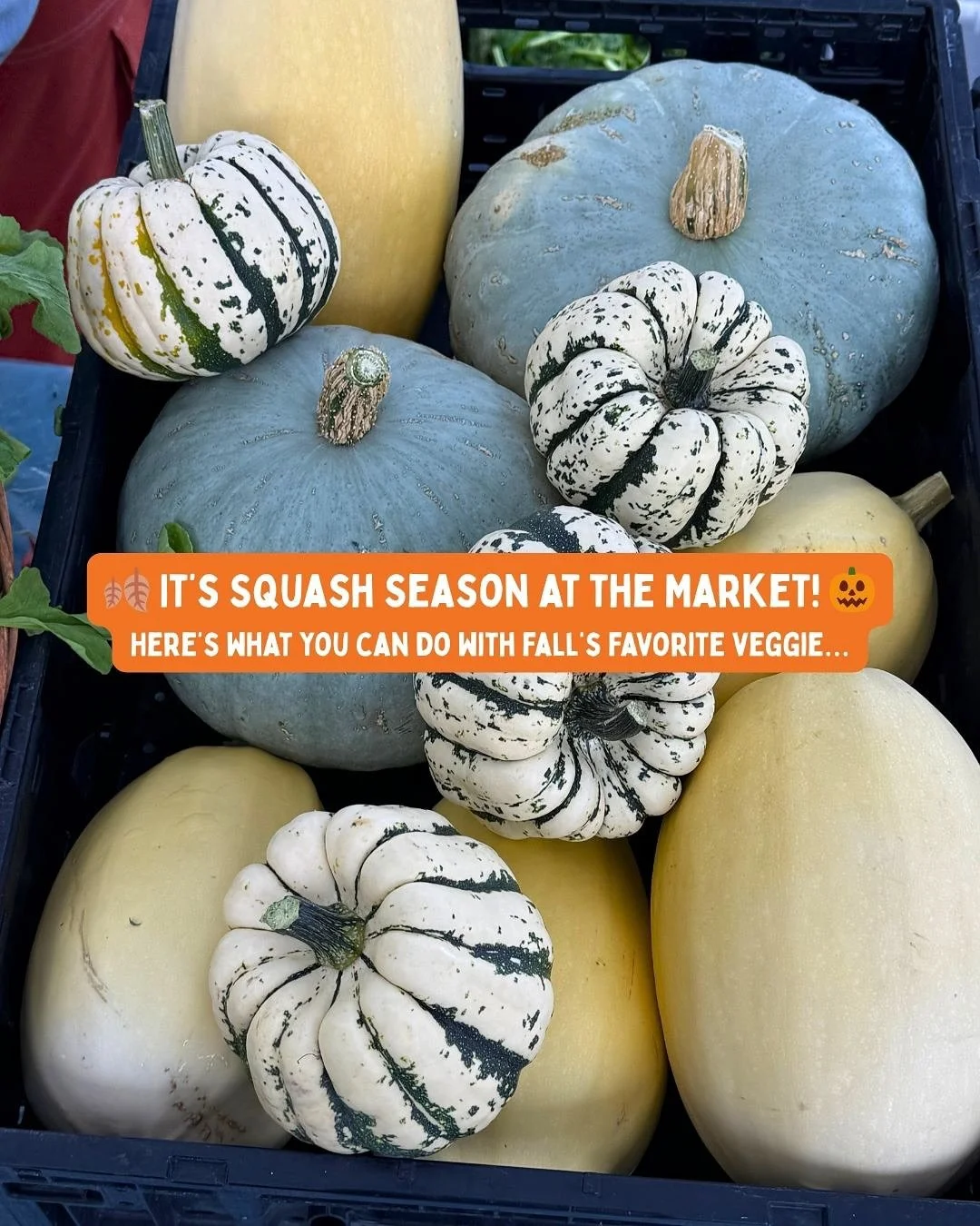 So many squashes, so little time! Endless possibilities with this tasty fall veggie💛⁣
⁣
👉 Which squash recipe will you try first?⁣
⁣
⁣
⁣
#fallrecipes #butternutsquash #spaghettiquash #kelownafarmersmarket #farmersmarket #buybc #supportlocal #suppor