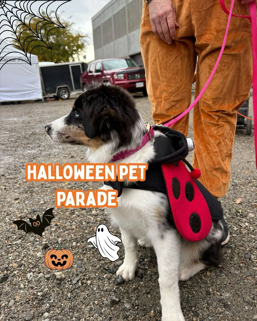 Here&rsquo;s a roundup of some of the costumes from our Halloween Pet Parade this weekend!🎃 Which one was your favourite? 👻✨