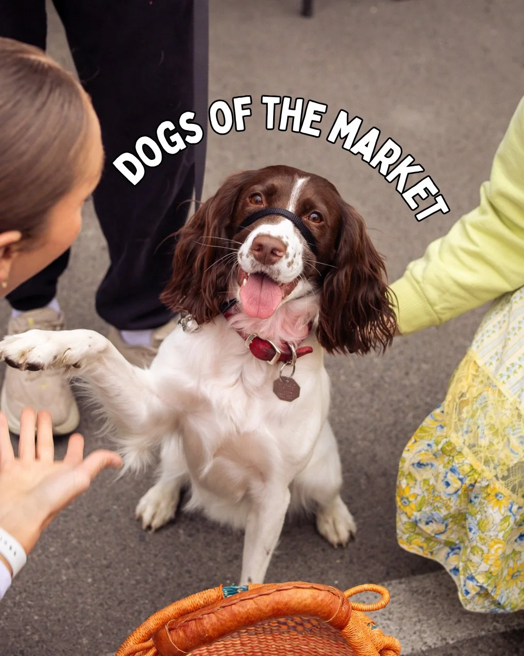 We love a good market haul, but we also love a good market dog. 🐶 

From snack spotters to sleepy shoppers, these four-legged visitors bring a little extra joy to the morning.

Which one do you relate to most? 💁

#dogs #kelownadogs #kelownafarmersm