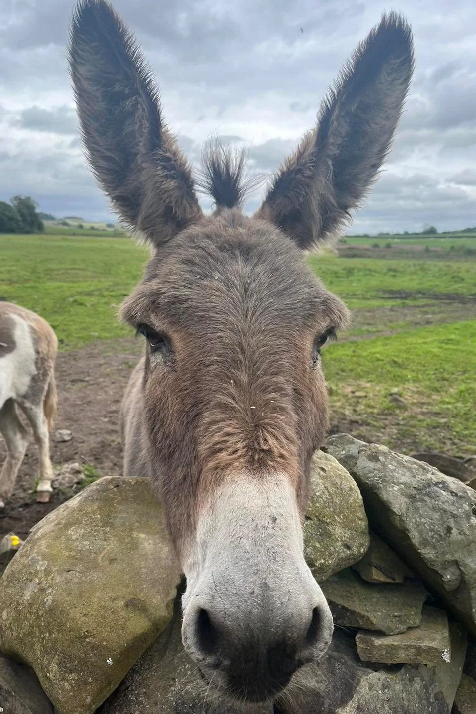 Photo of s donkey with long ears with his head resting just over a stone dyke
