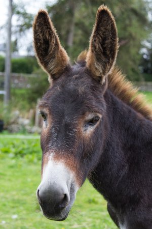Sponsor Daphne