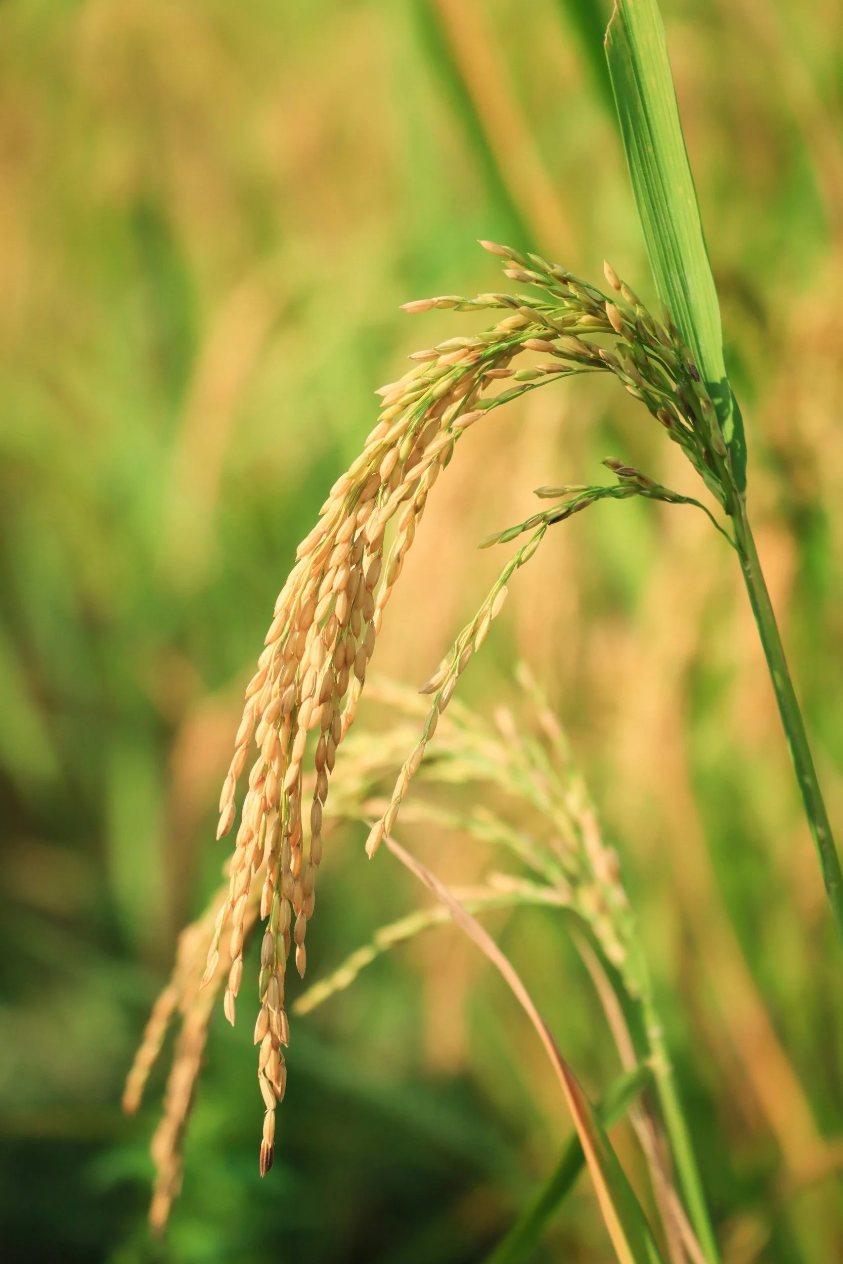 Close-up of ripening rice grains on a rice plant with green leaves in the background
