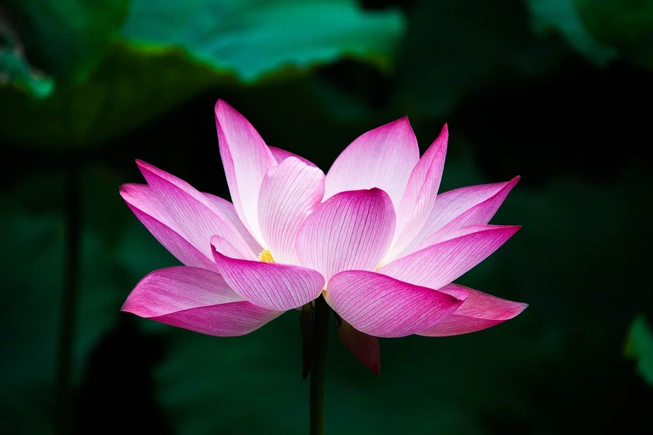 Lotus flower representing elevated in-home acupuncture, Chinese herbal medicine, and integrative healing with Flora & Qi