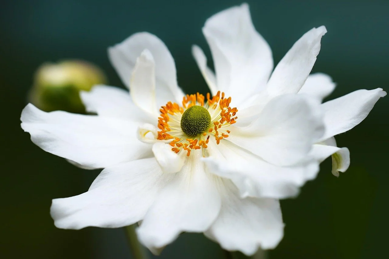 A white water lily floating on dark water with a reflection visible below.