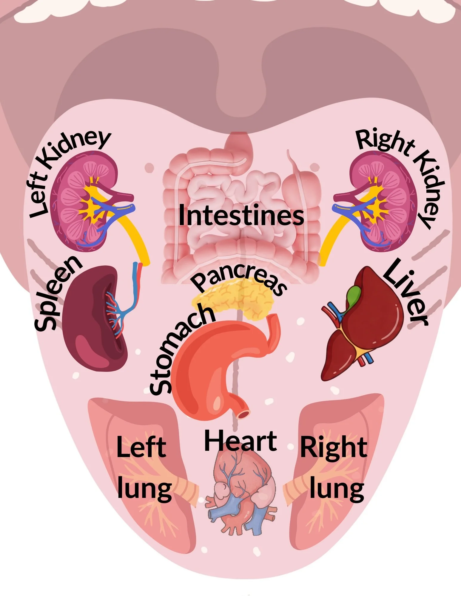 Ayurvedic Tongue Analysis: What Your Tongue Reveals About Your Health
