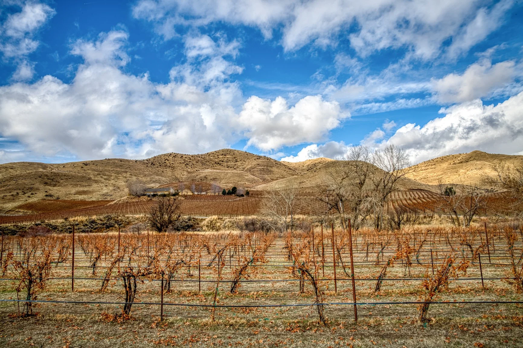 In the rolling foothills of Idaho’s wine country, rows of dormant vines trace gentle patterns across the land beneath a brilliant sky. Captured near Three Horse Winery, this landscape reveals the quiet beauty of the vineyard in its resting season—war