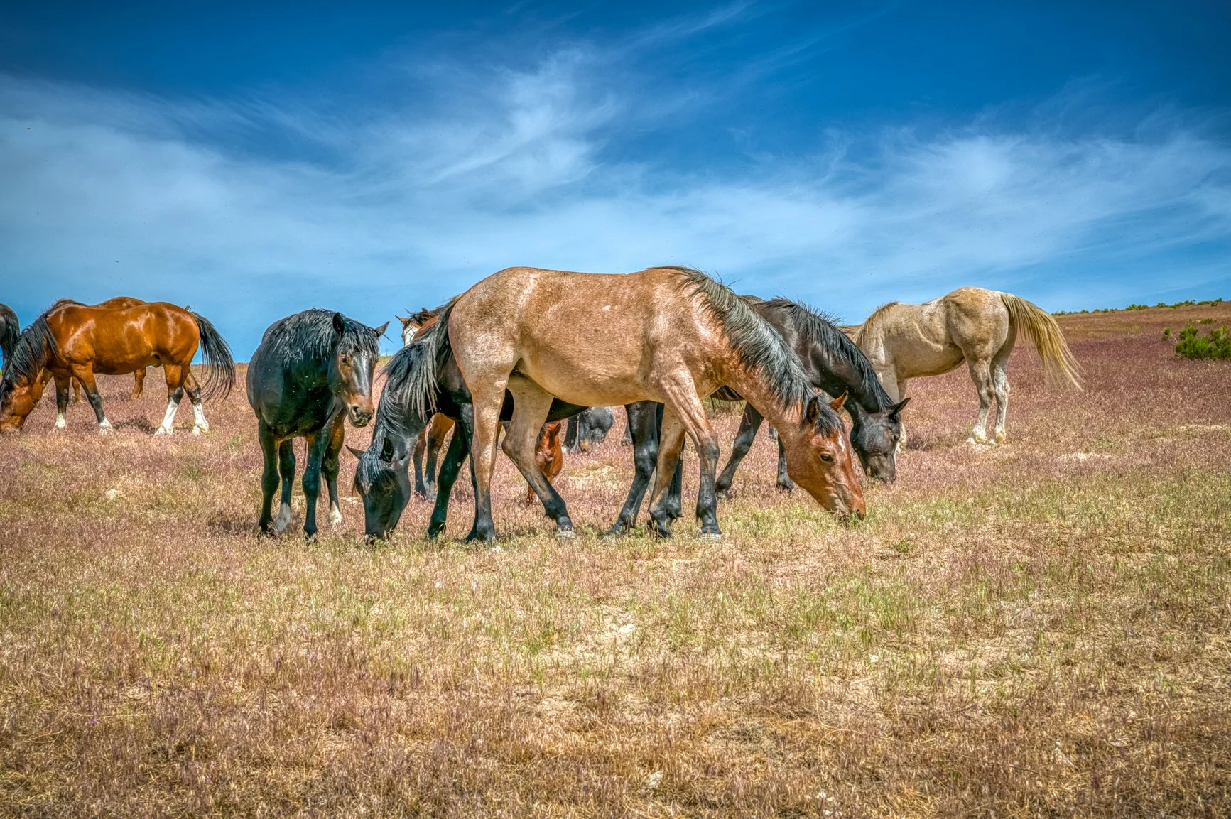 Roaming Horse - Parma, Idaho