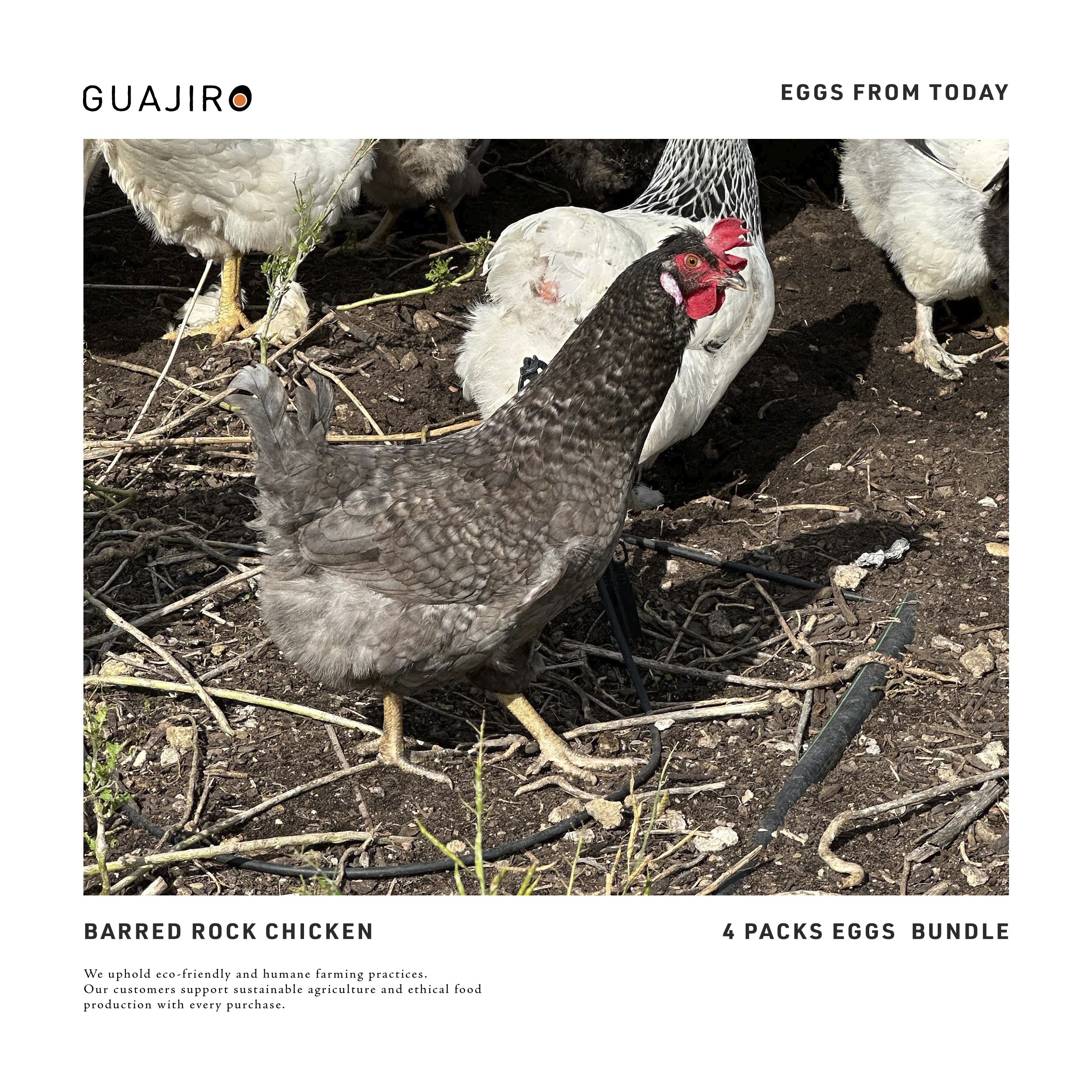 05_BARRED ROCK Chicken01_In context.jpg