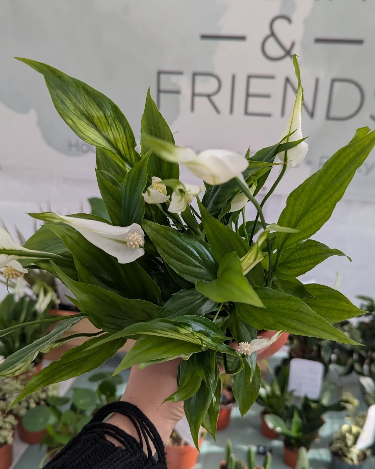 Peace Lilies are back! 🌿  I know people think they are a basic houseplant but I still think they are beautiful 😍

Grab them at one of our markets this week for &pound;6
Will be added to the website later this week!

#houseplants #indoorplants #indo
