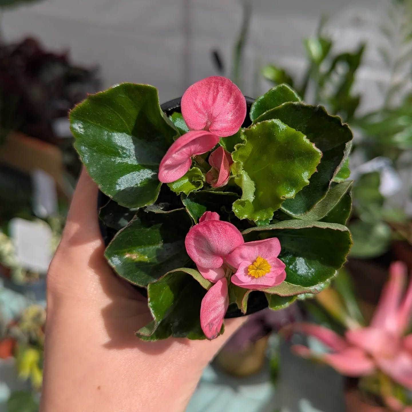 Can't get over how cute these little Begonias are 😍
We do outdoor plants as well as indoor! 

Make sure to stop by one of our markets to get first dips on plants 🏃&zwj;♀️

I update the website with new plants every weekend ☺️

This week 🛍️
Wednesd