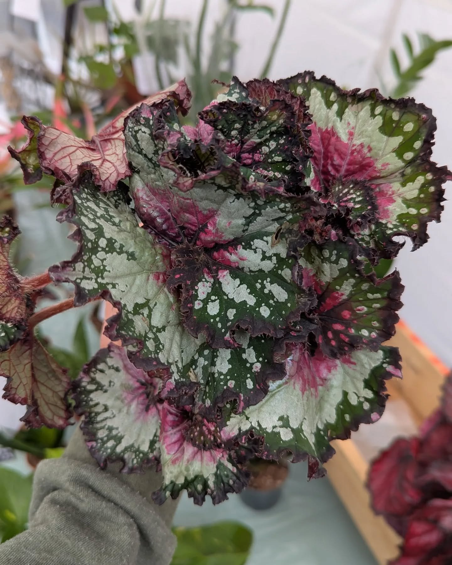 I do love a begonia 😍
We have a few different variants available at the moment!

Catch us at one of our markets 🛍️
Wednesday: Halesworth 
Thursday: Attleborough 
Friday: Beccles
Saturday: Wattisfield (1st Saturday of the month) / Thetford

#indoorj