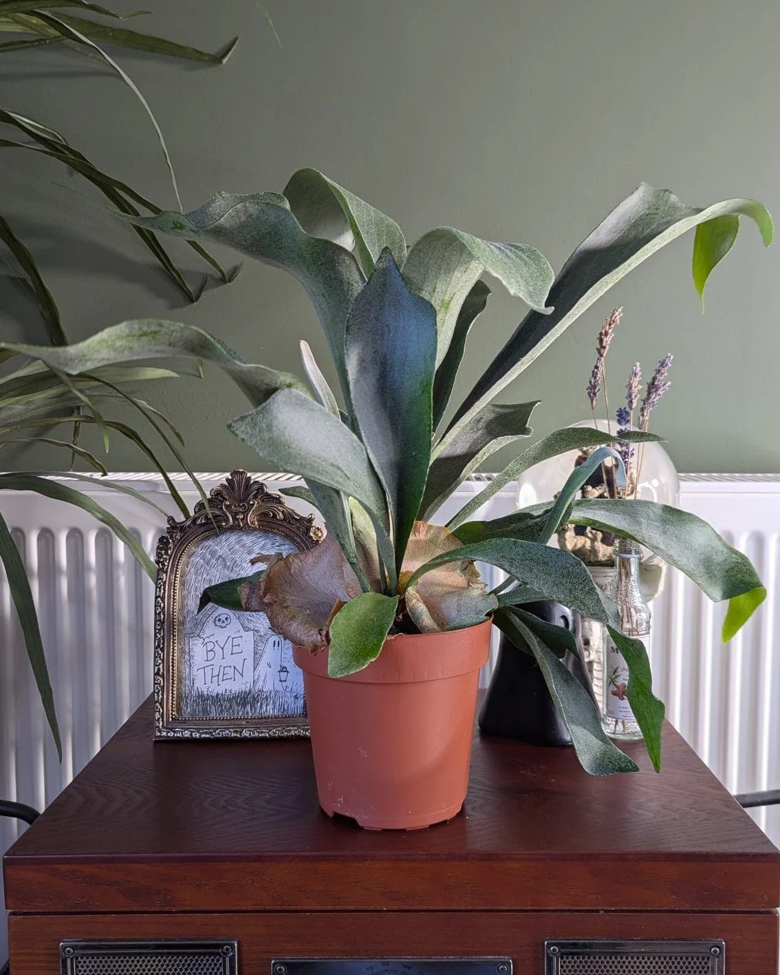 Just a couple of our newest additions to the stall 🌿

First is one of my favourites, the Staghorn Fern!
Next the beautiful Maranta Light Veins 😍

Both are lovers of a humid spot, and ones I consider easy to care for once you get their watering rout