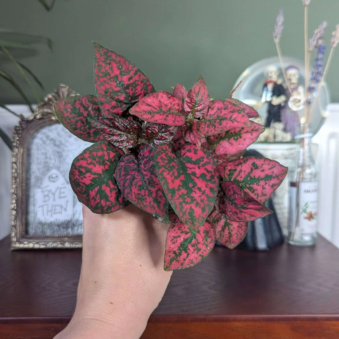 Look at these cuties 😍
Available this week at our markets for just &pound;2.50 each!

The polka dot plant is easy to care for, easy to propagate, and the perfect addition to your plant collection 🌿

-------
Where to find us this week:
Wednesday - H