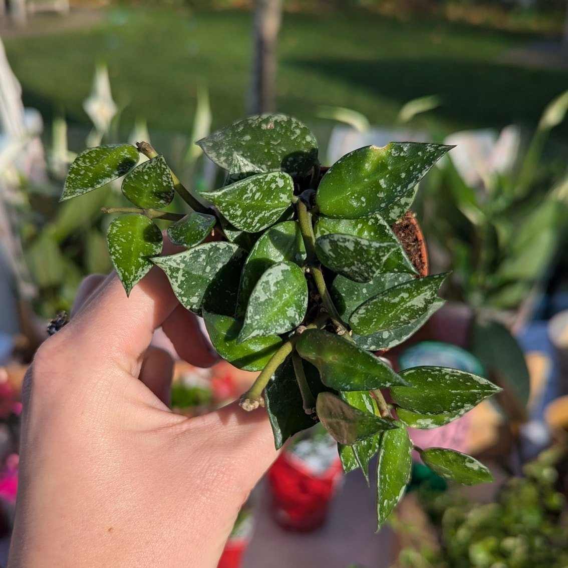 These Hoya are such a cute addition to the stall 😍

I find Hoya easy to care for and they have such pretty blooms 🌸 A perfect addition to your plant collection!