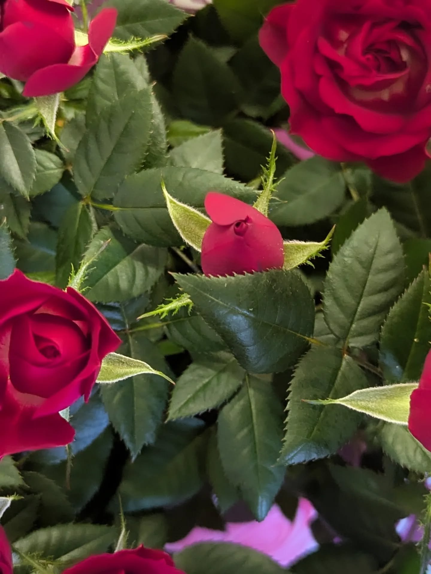 🌹

Lots of lovely roses available on our stall at the moment!
Keep up to date with where we are on our Facebook 💖