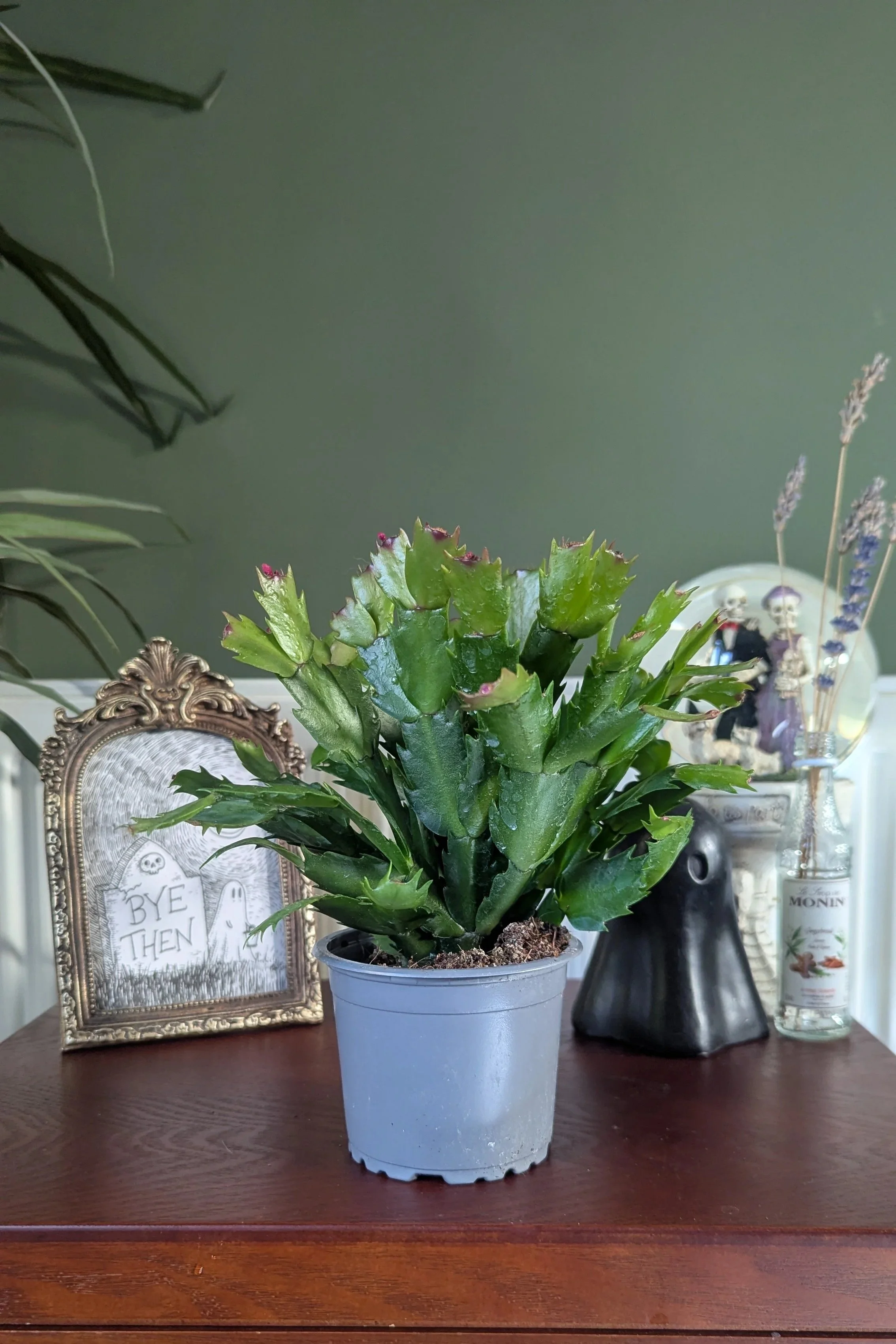 Schlumbergera | Christmas Cactus | Cutting