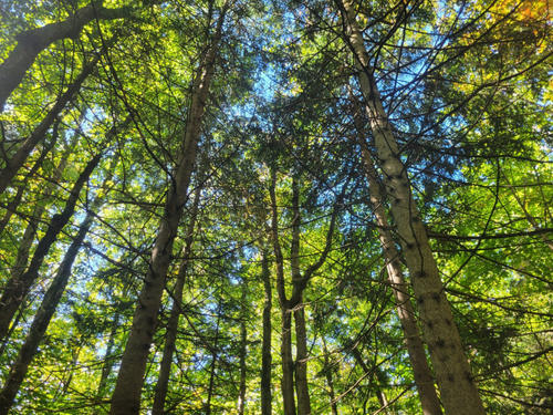 Commonwealth Beacon: Amid severe weather, Massachusetts must invest in protecting nature for all