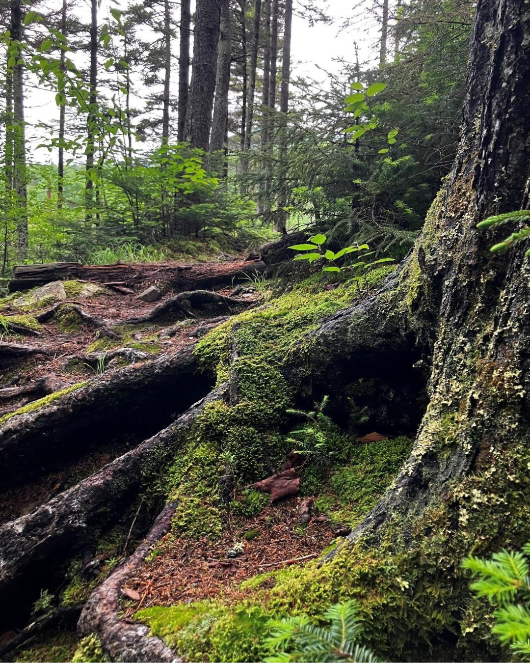 By Voting YES on 6, We Can Defend Natural Places Still In the Process of Formation