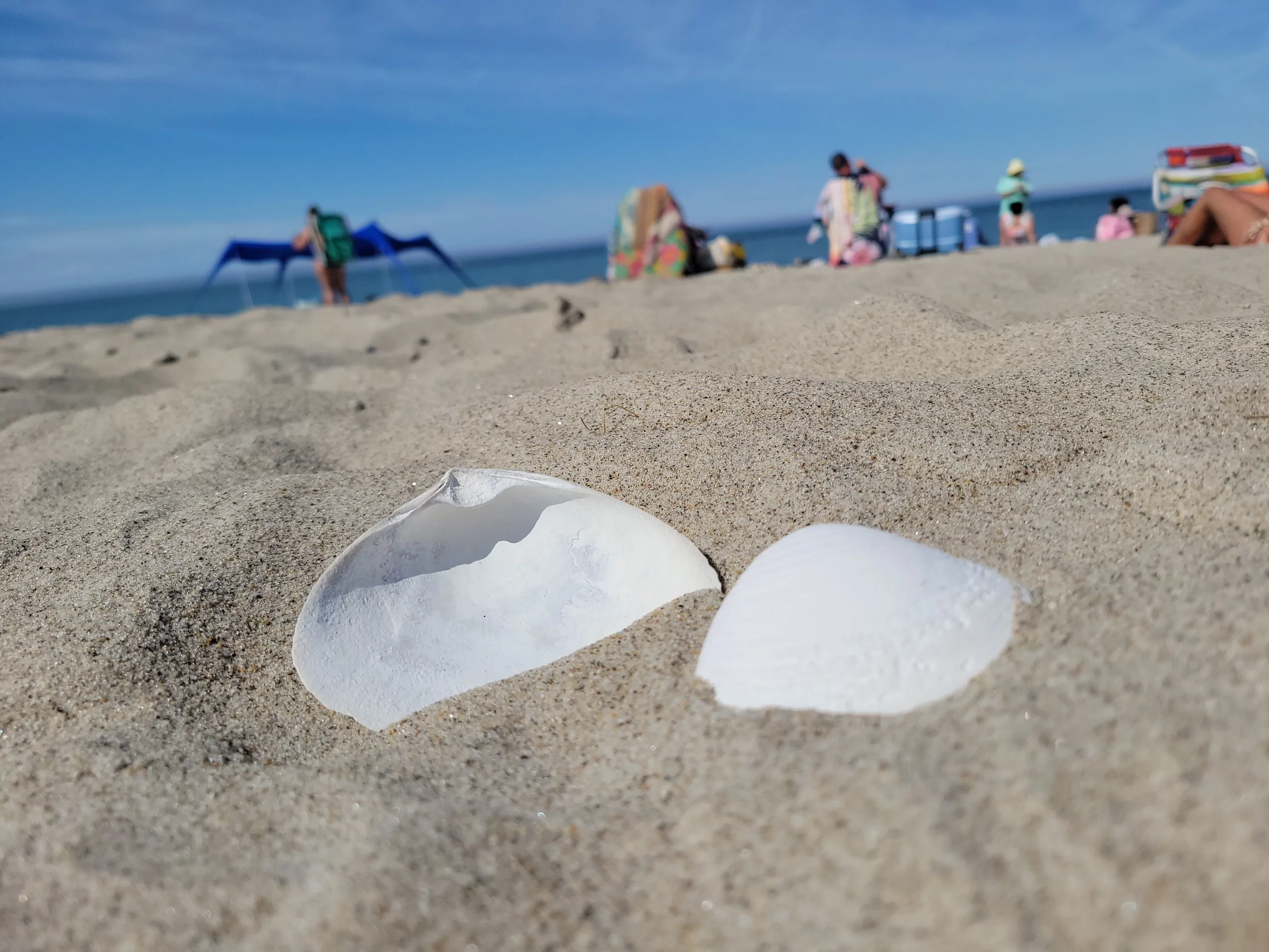 Close-up of seashells on the sandy beach with blurred people and umbrellas in the background under a blue sky.