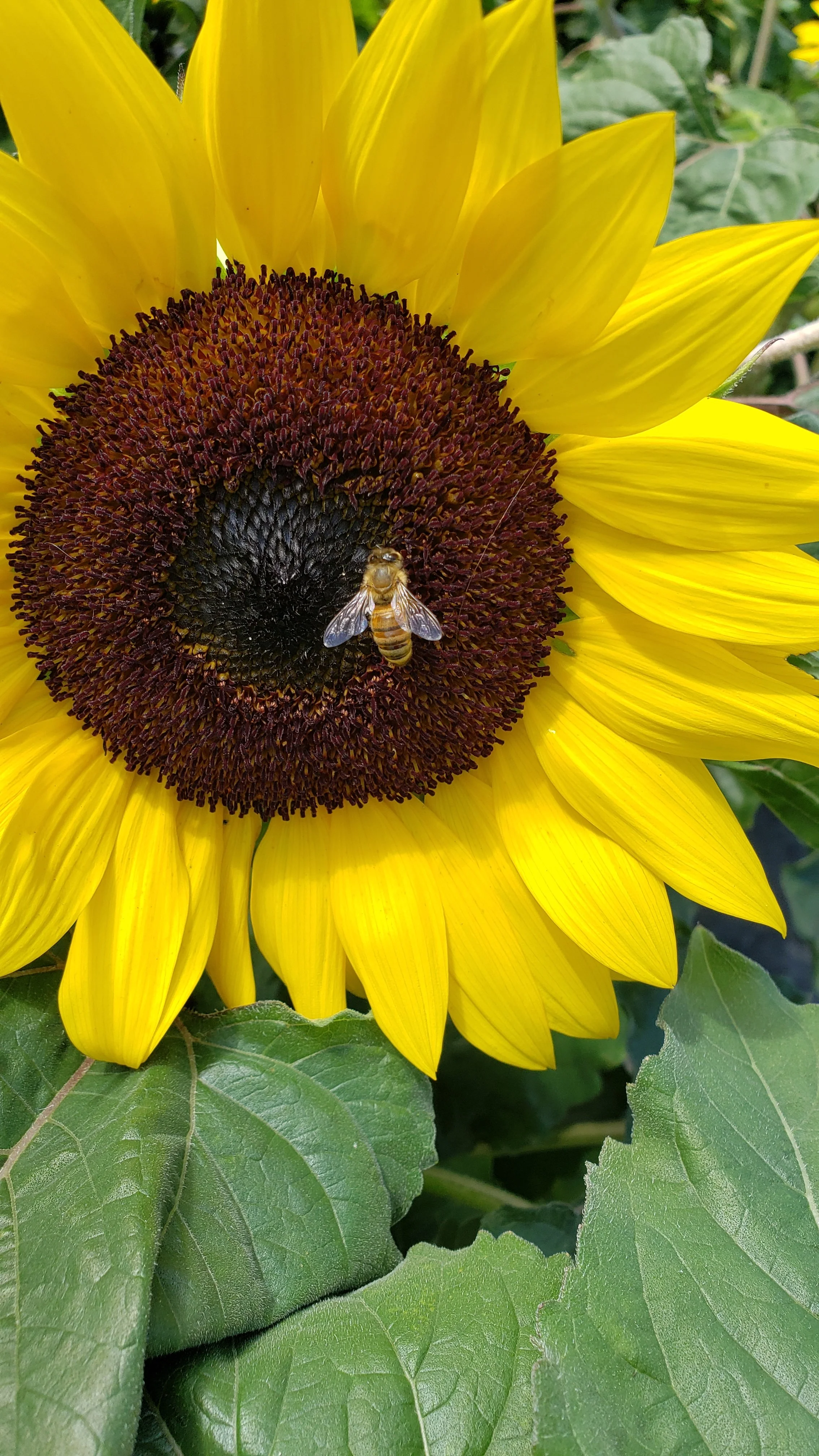 Close-up of a sunflower with a bee collecting pollen on its dark center, surrounded by bright yellow petals and green leaves.