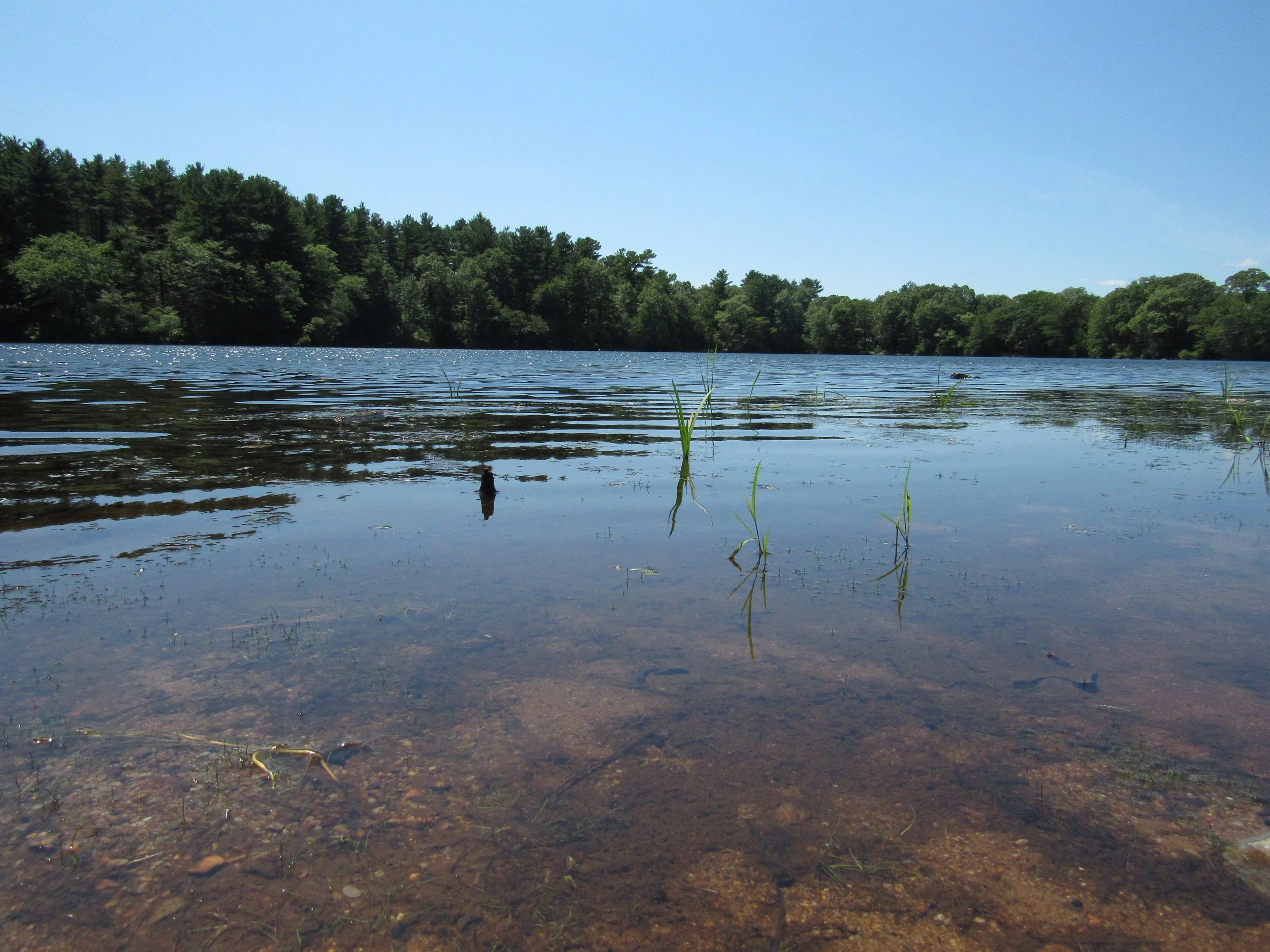 View of a lake with clear water, surrounded by green trees, under a blue sky.