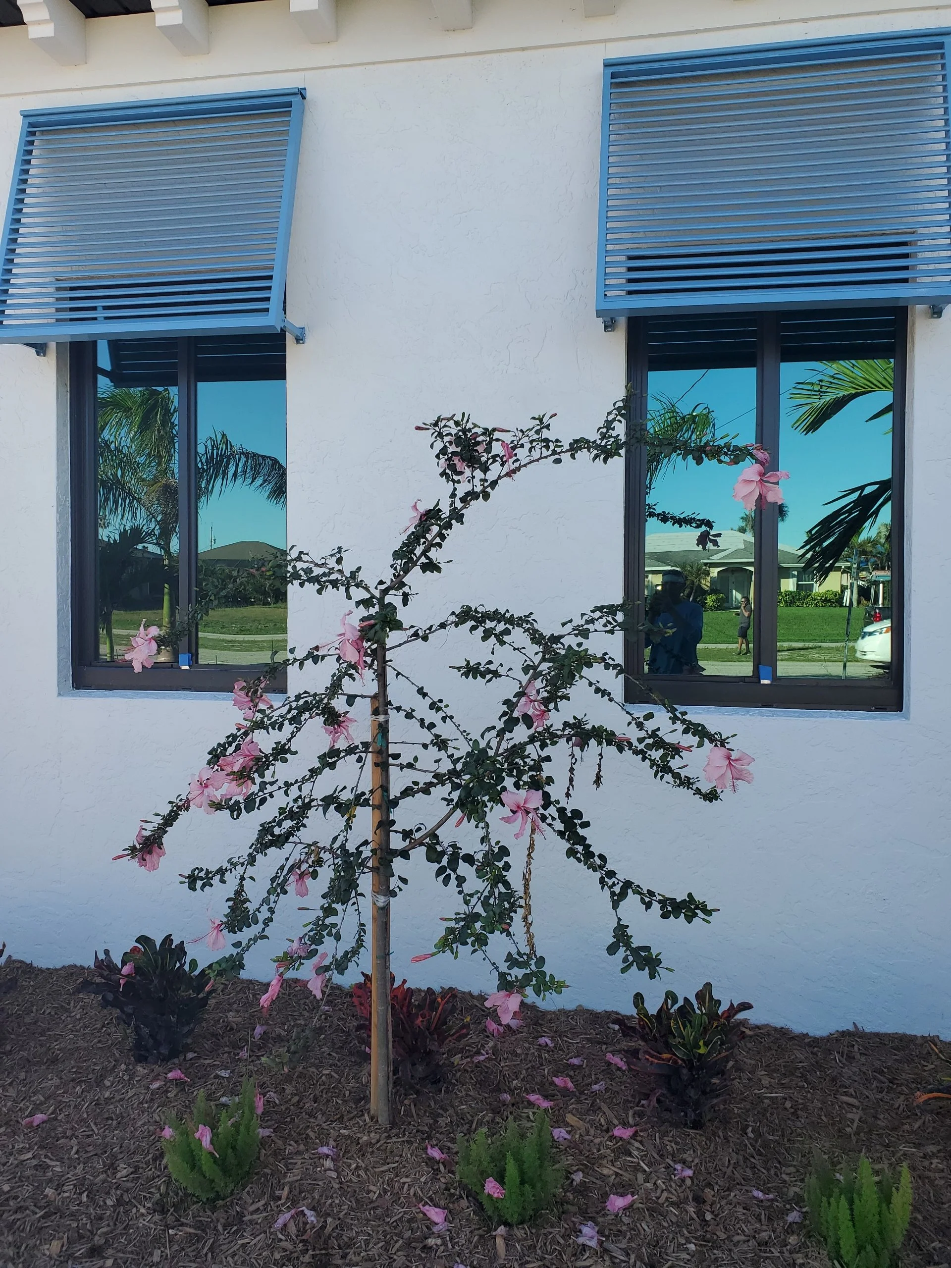 A small flowering tree with pink blossoms planted in front of a white house with two blue window louvers that reflect the outdoors.