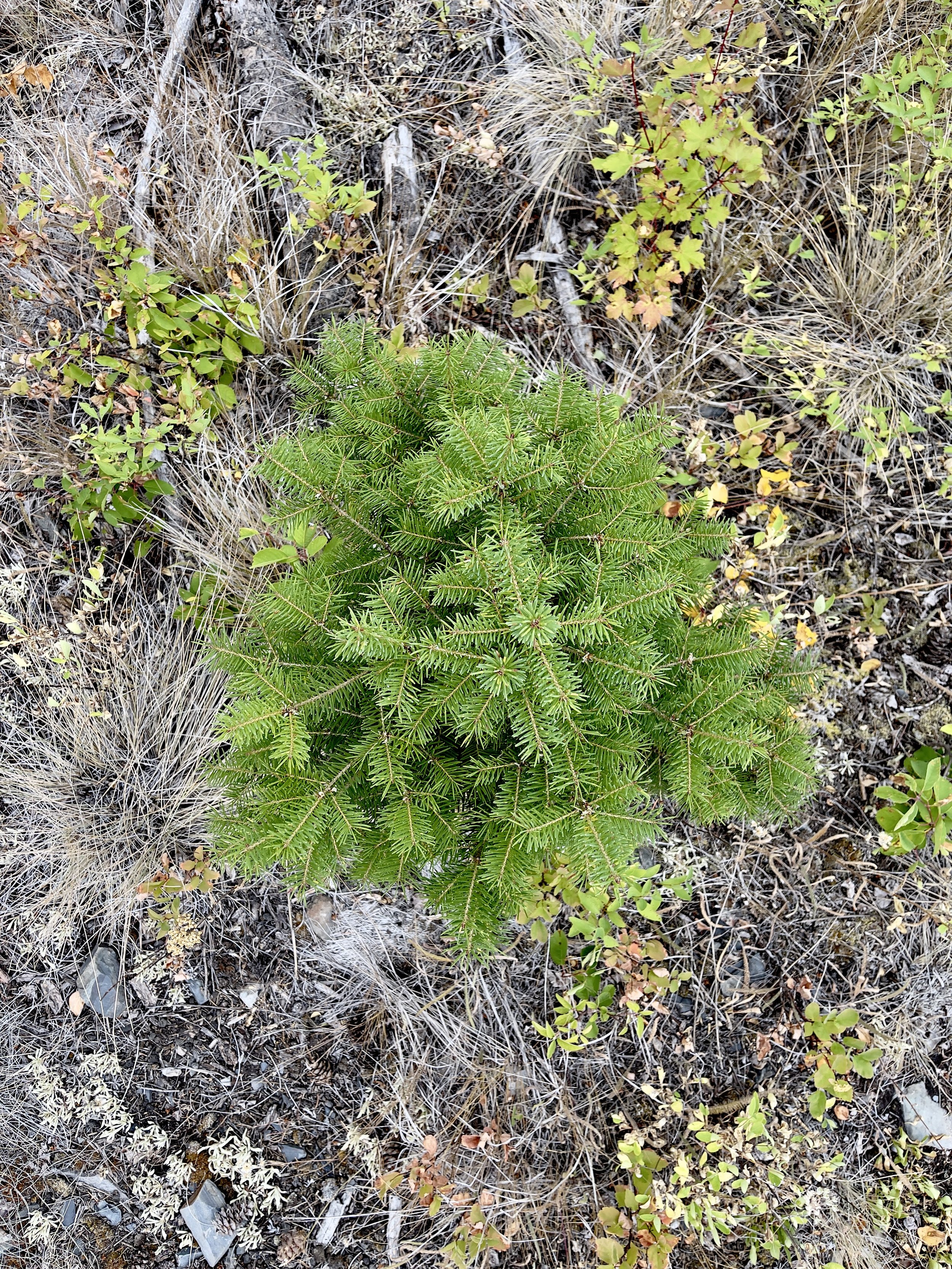 Smart | Phone: Digital Presence in Our Physical World