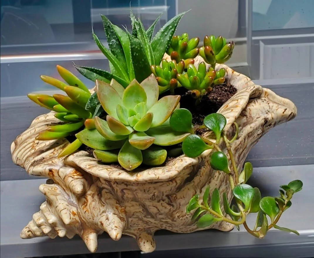 OTG Med shell planter river birch glaze.jpg