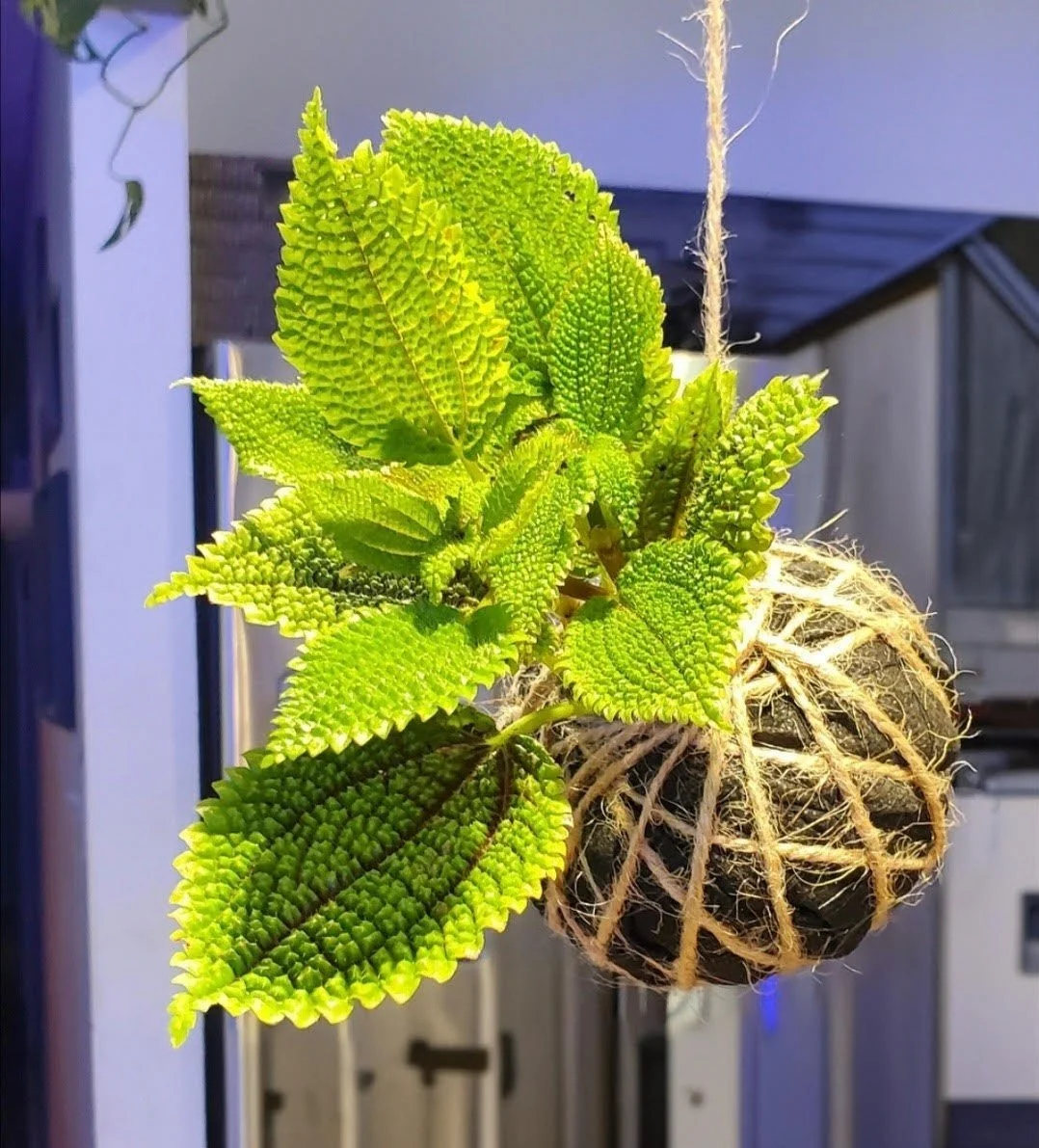 OTG hanging kokadama lt green plant.jpg