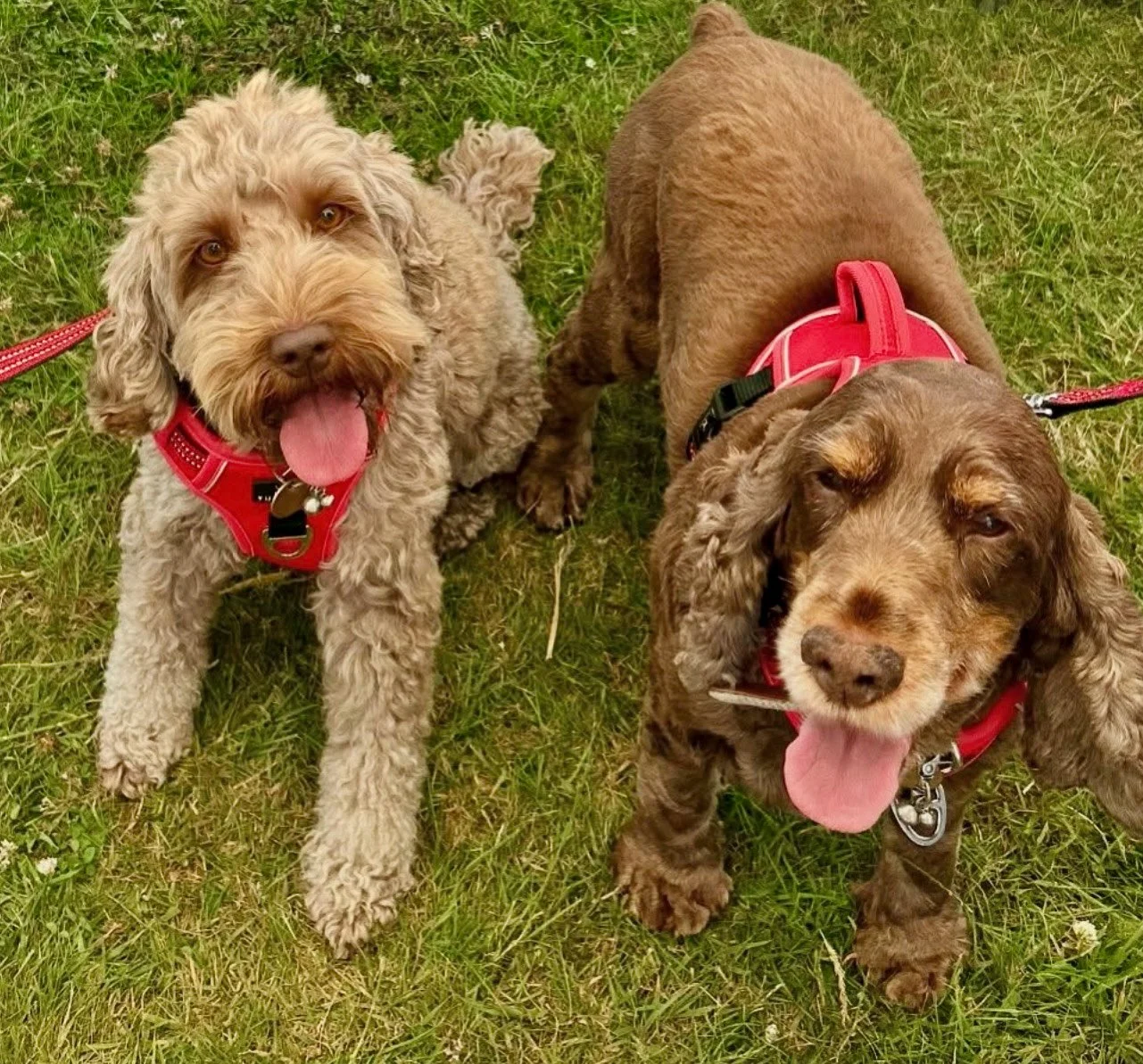 Dorset Dog Walks 🐾