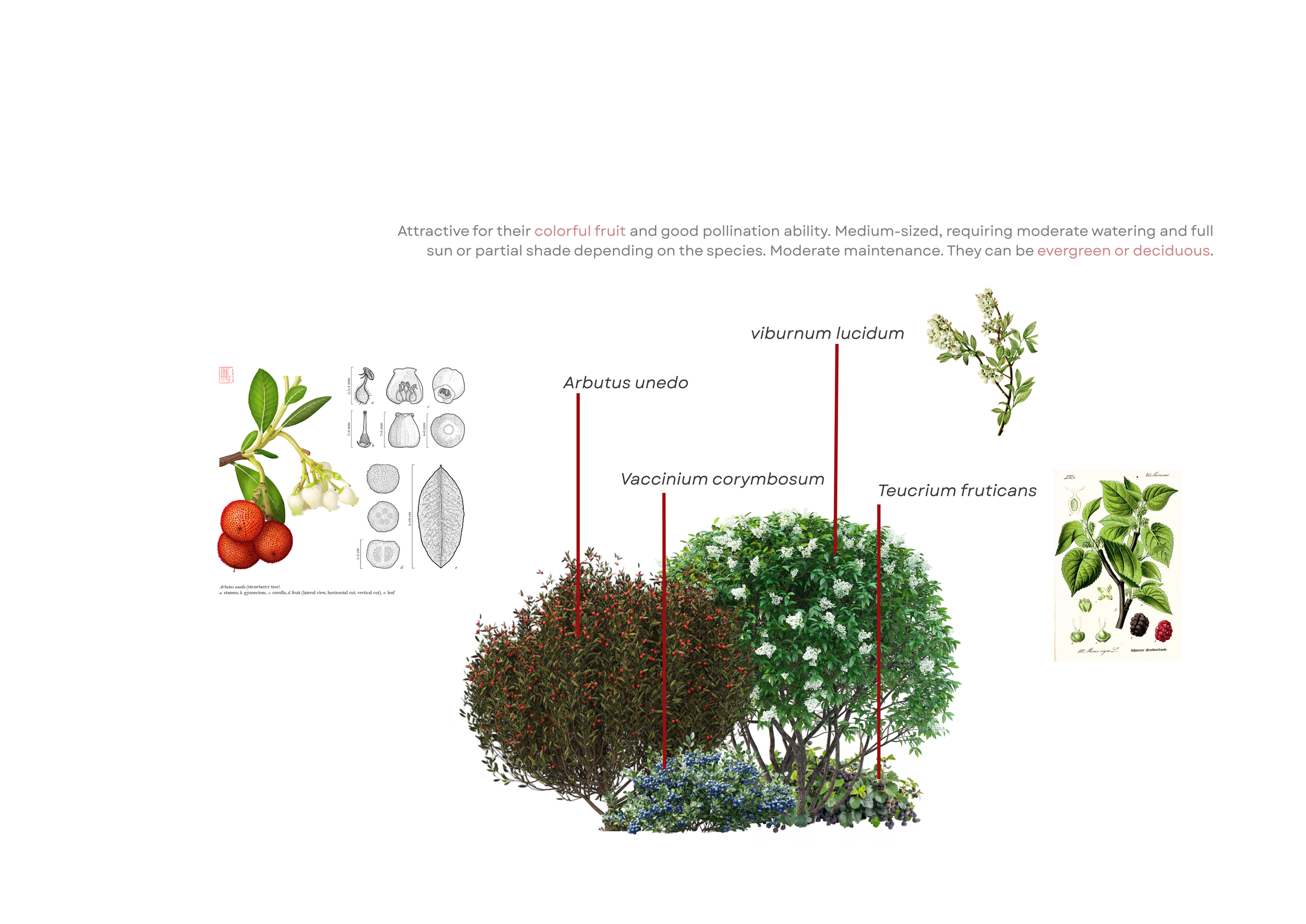 6. VEG 2.png