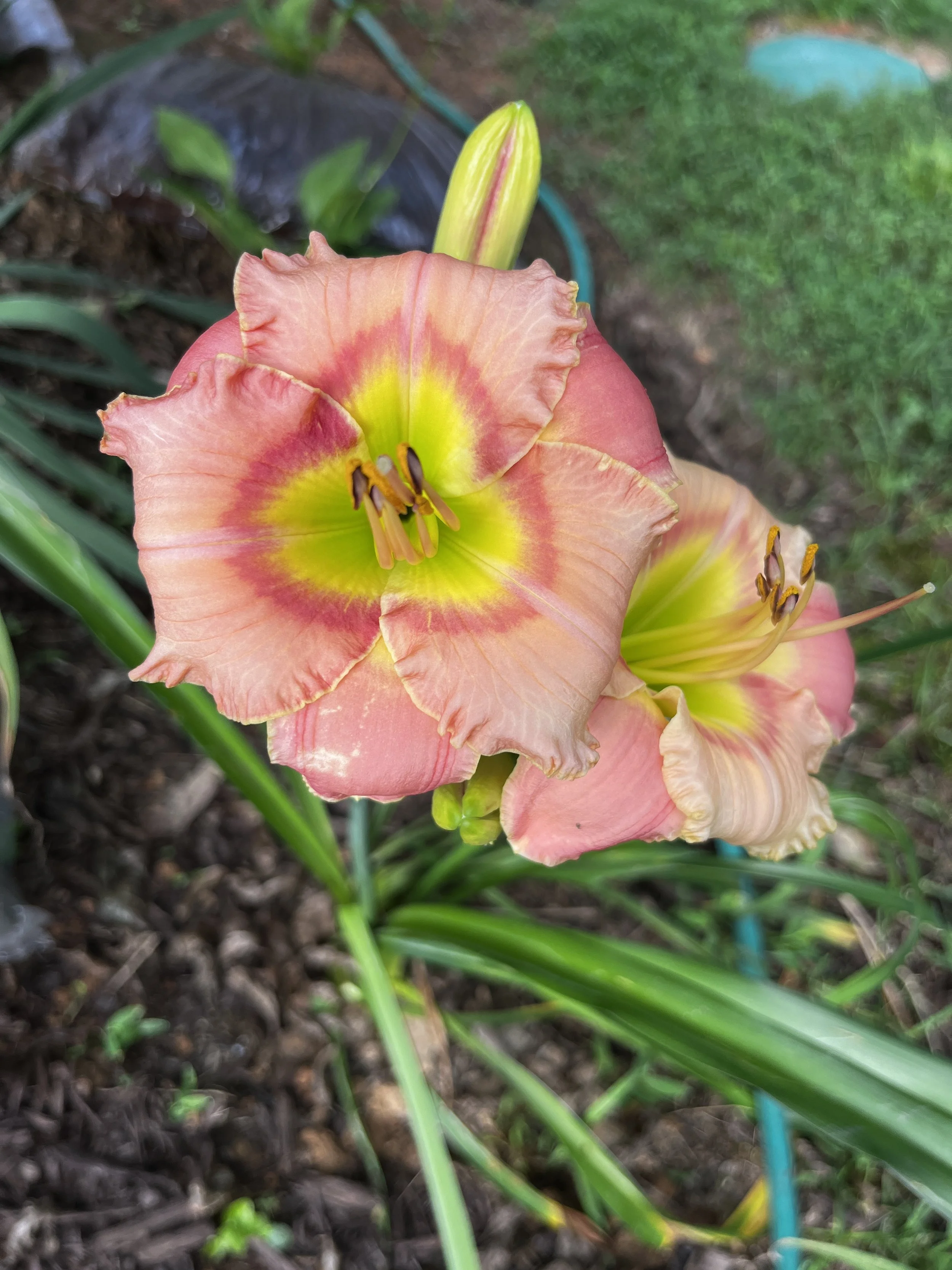 A peach-colored daylily flower in bloom with ruffled petals and prominent stamens, surrounded by green grass and soil.