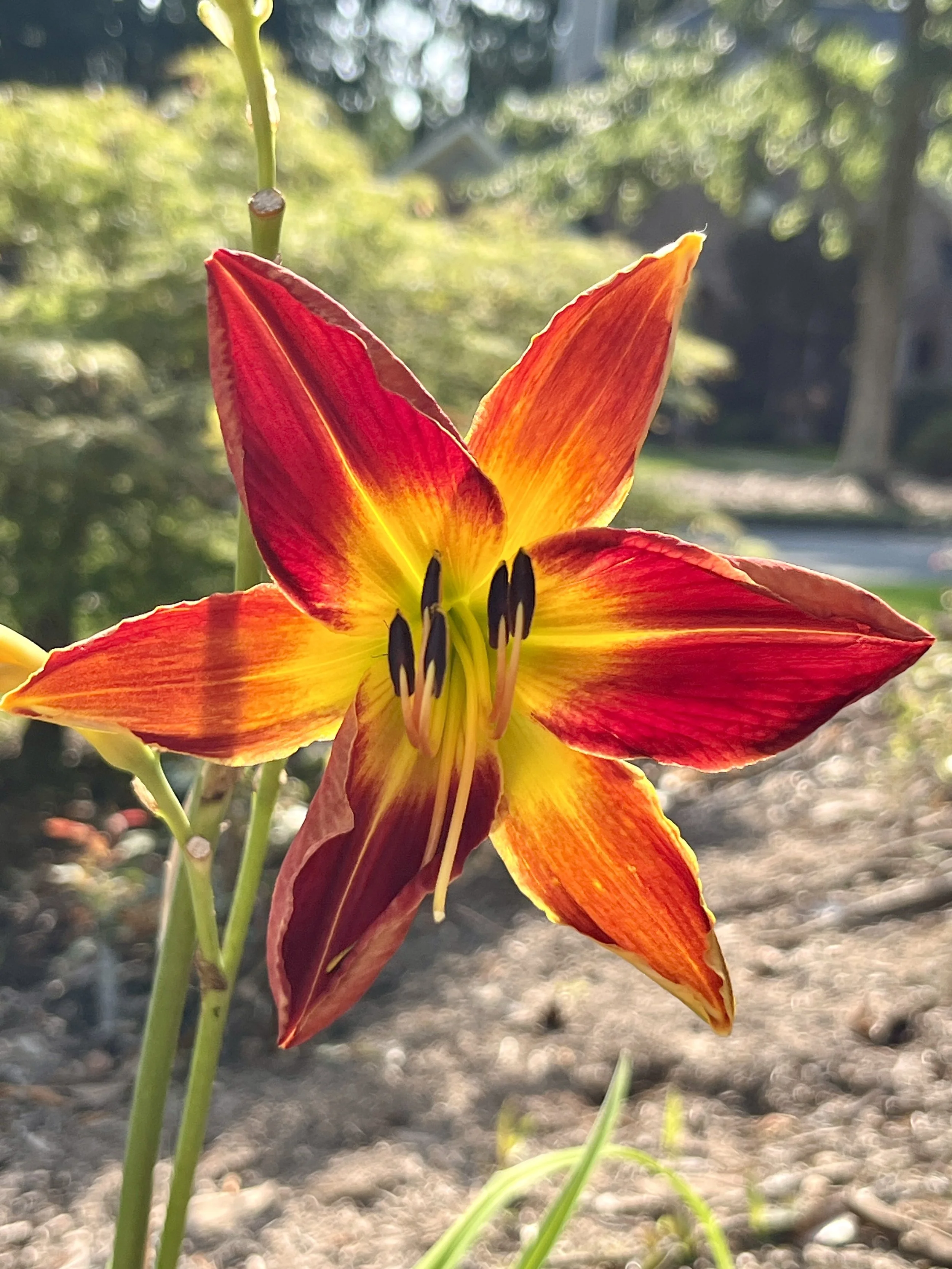 Close-up of a vibrant orange and yellow lily flower with dark stamens, set against a blurred garden background.