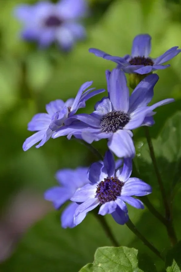 Periwinkle daisy flowers