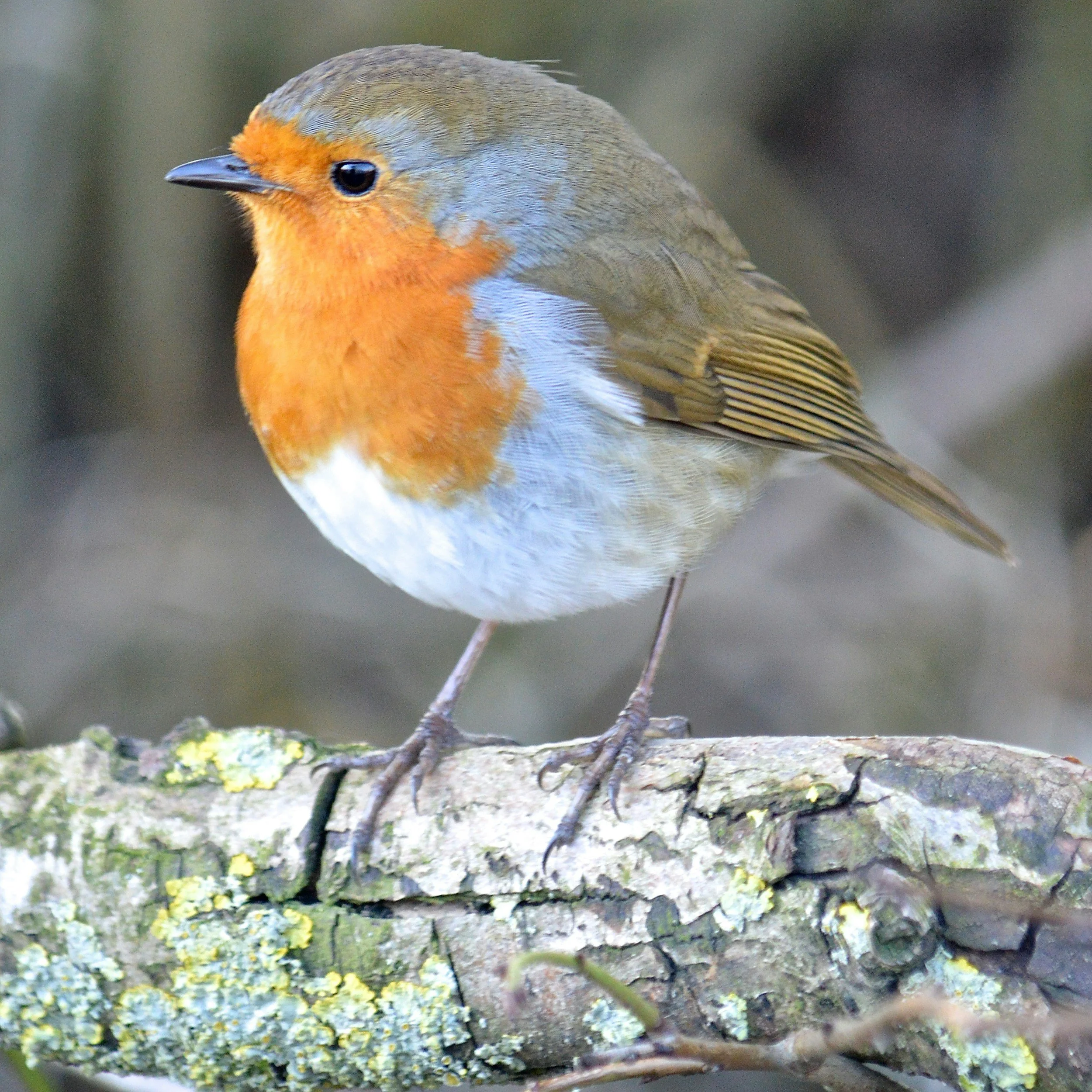 A close-up of a European Robin perched on a branch, showing its orange face, white belly, and brown wings.