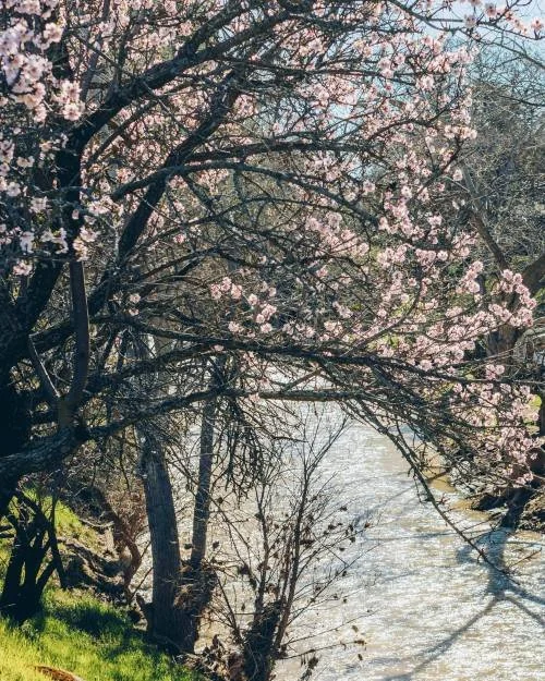 Pink Dogwood tree leaning over large creek