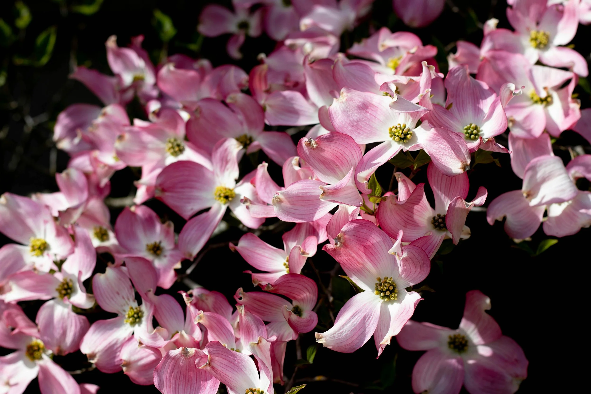 Where Wonder Began: From a Backyard Brook to the Chattahoochee River