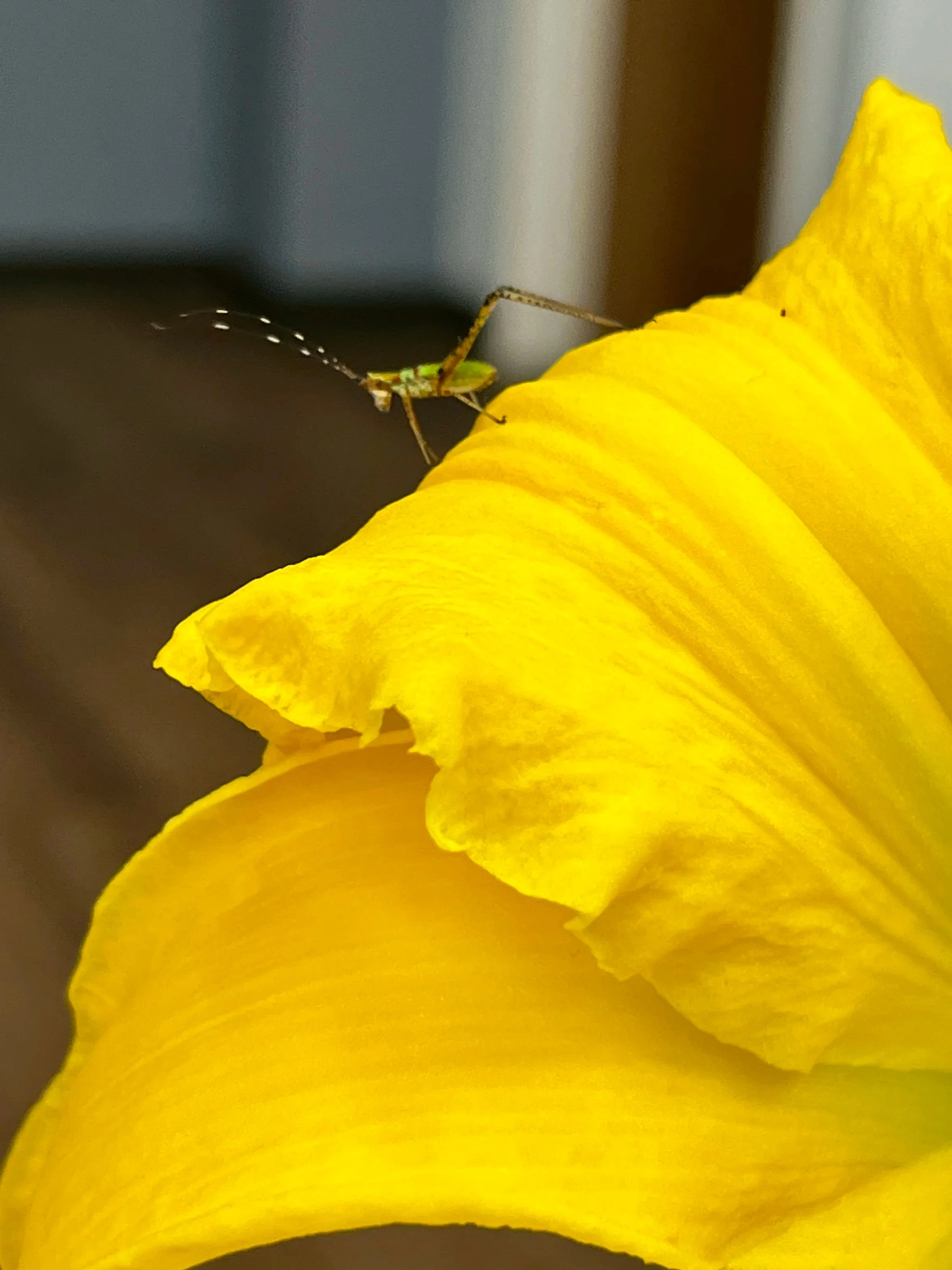 IMG_0821.jpg