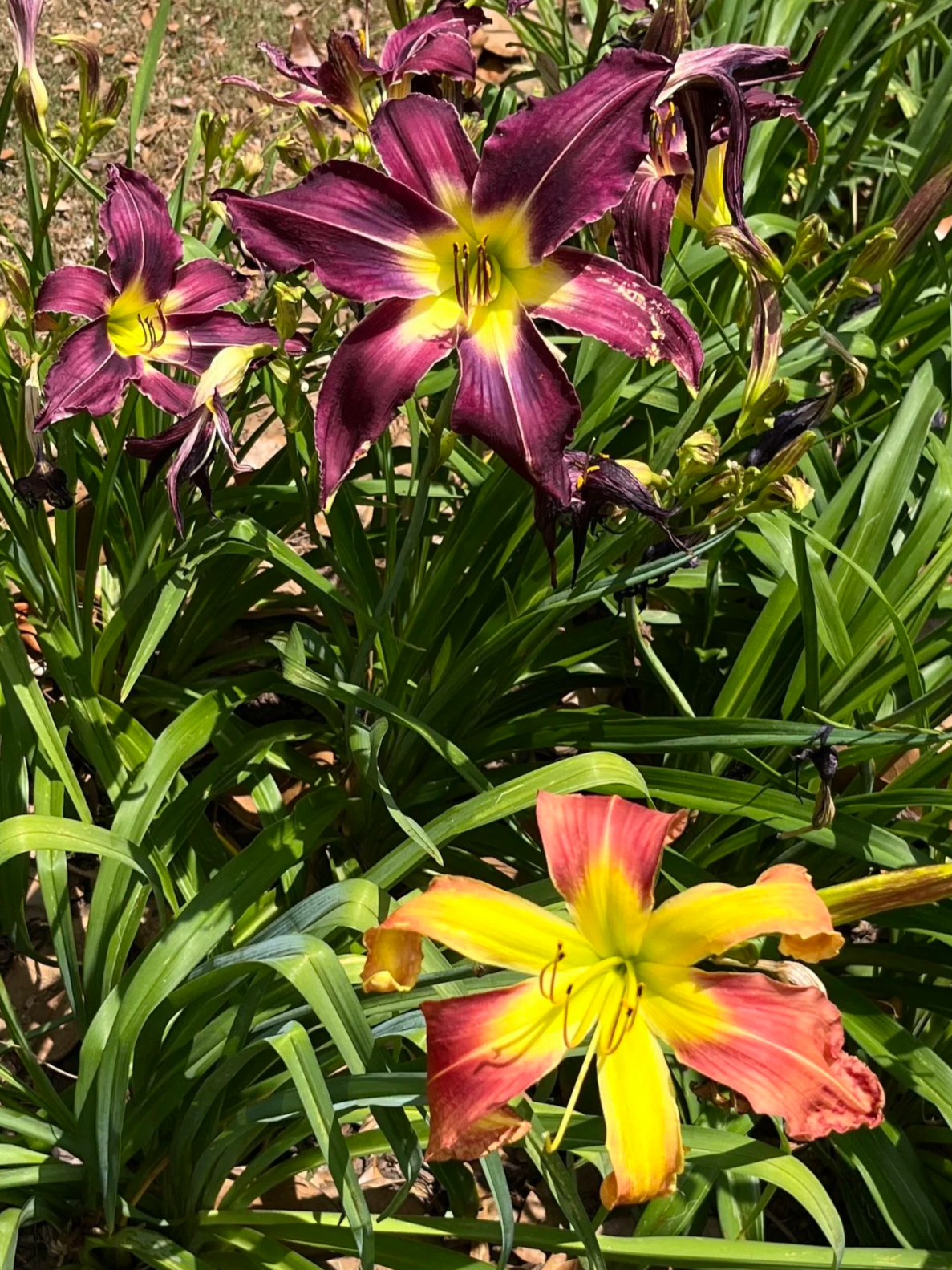 IMG_0497.png