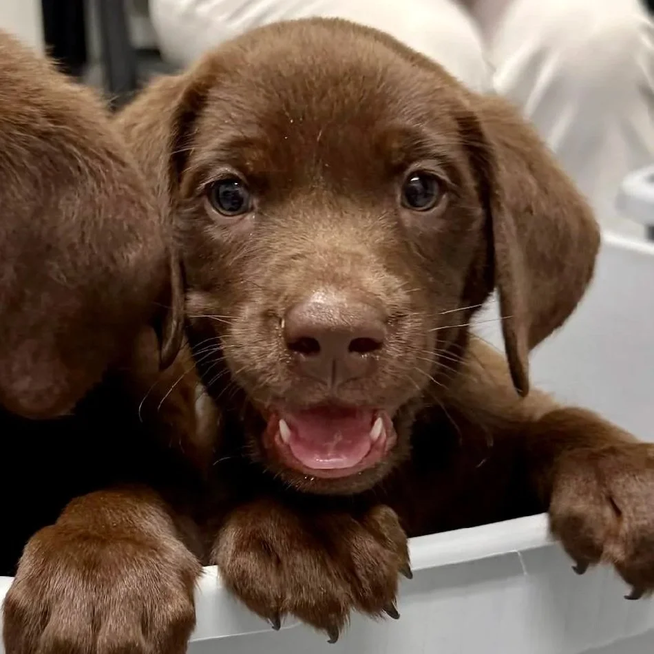 The Secret to Catching a Photo of a Labrador Puppy
