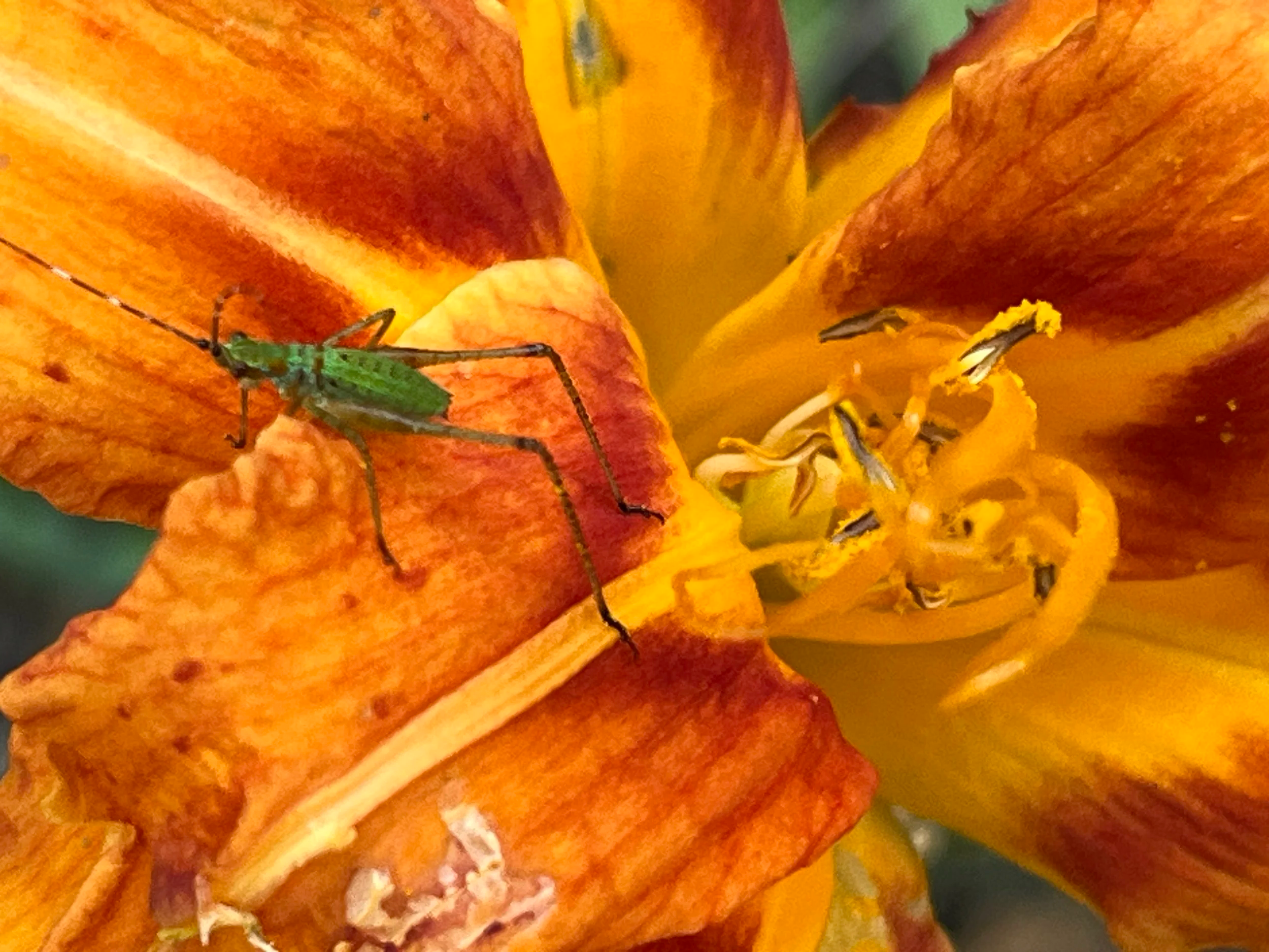 Close-up of an orange flower with a small green insect on one of its petals.