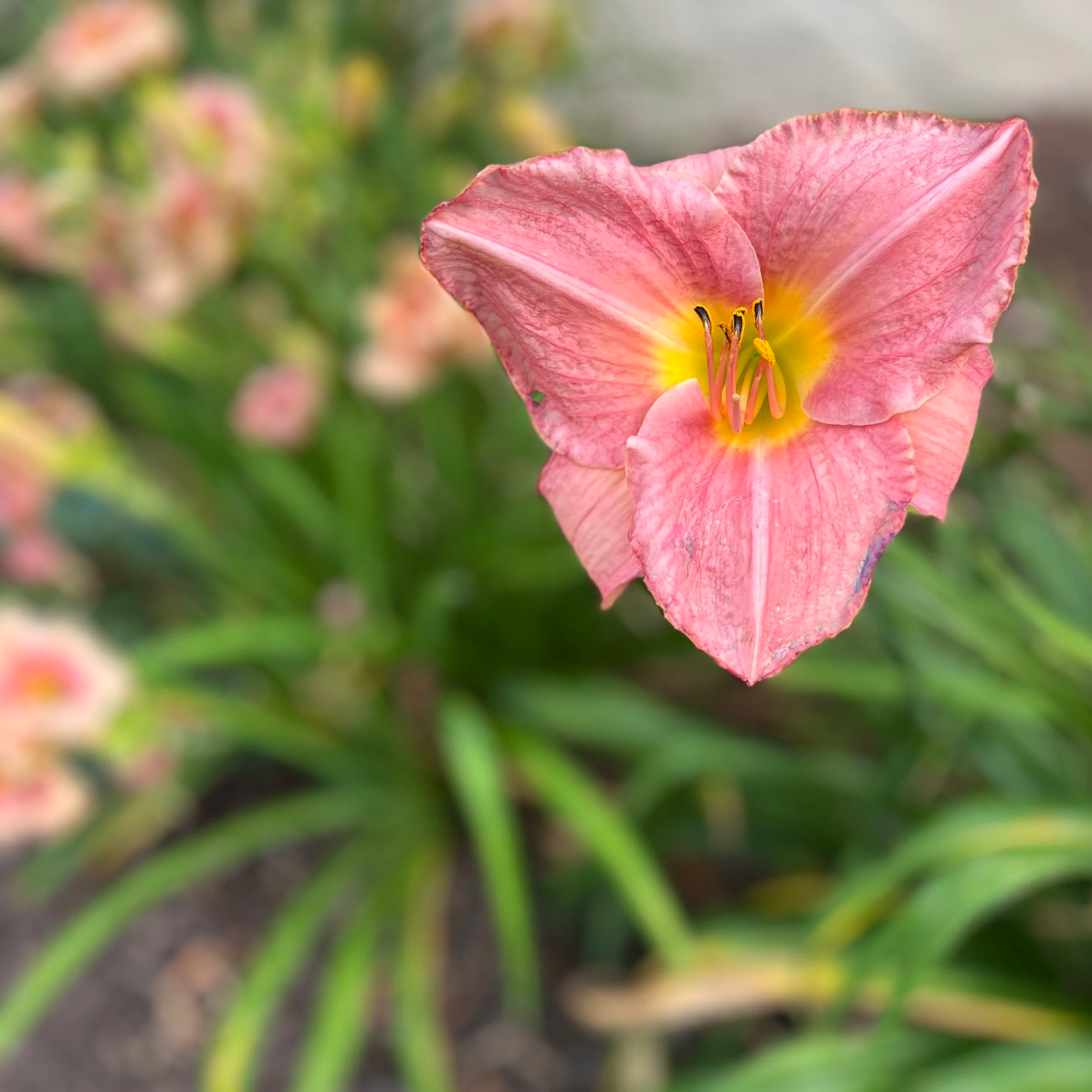 Close-up of a pink flower with yellow center and dark stamens in a garden setting.