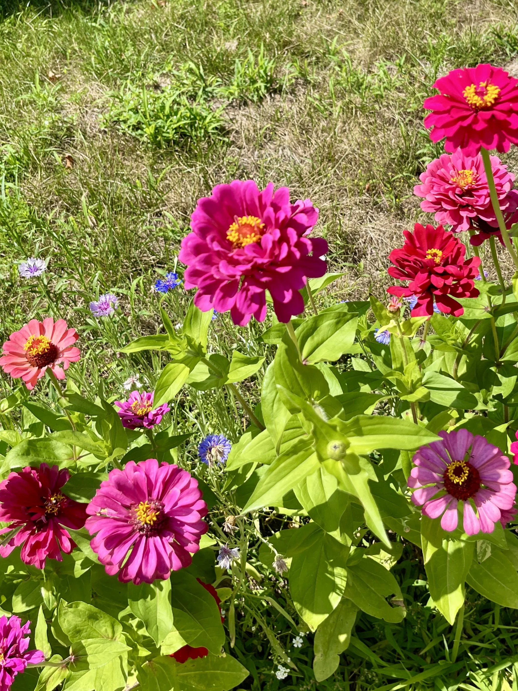 All about Maddie’s Zinnias